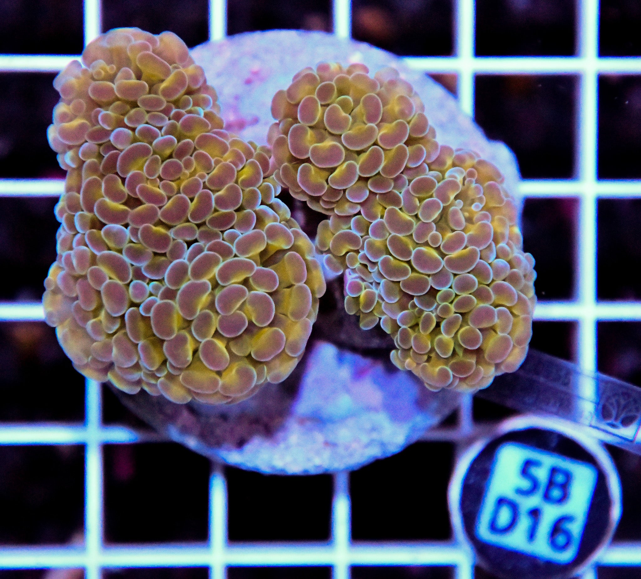 Hammer Branching INDO Halogram