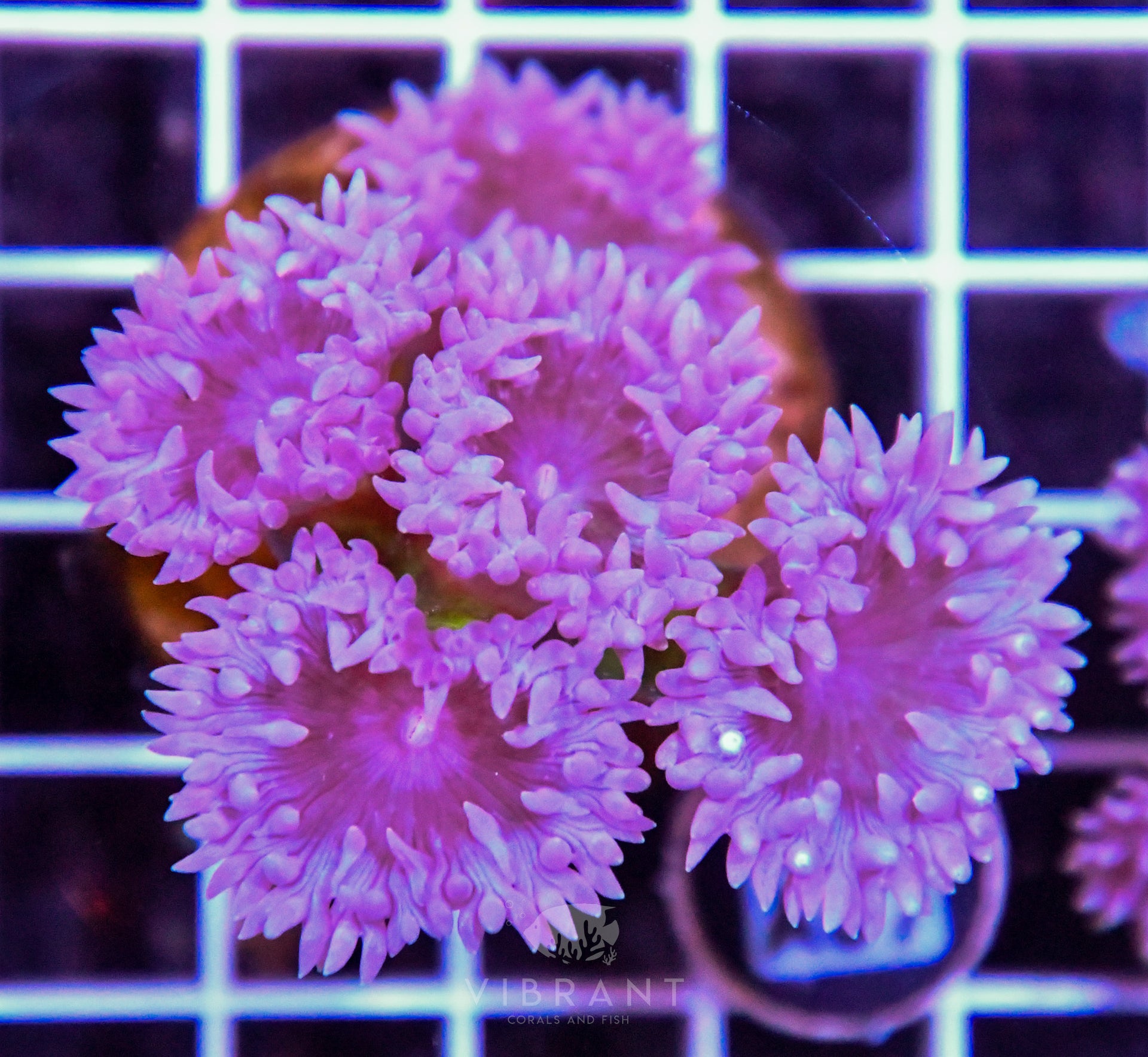 Duncun Polyp Colony AUS
