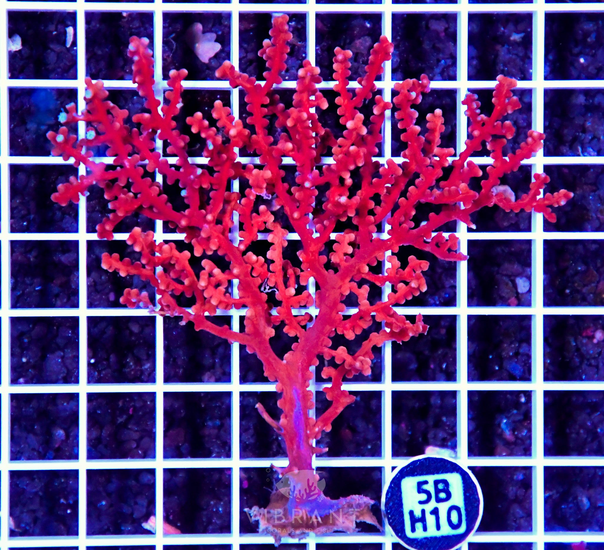 Gorgonian INDO W