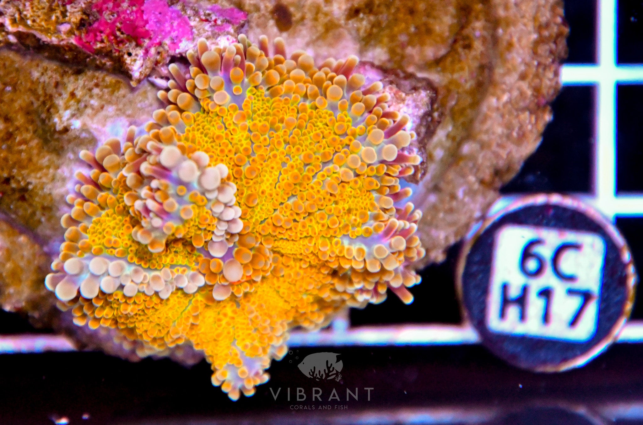 Mushroom INDO
