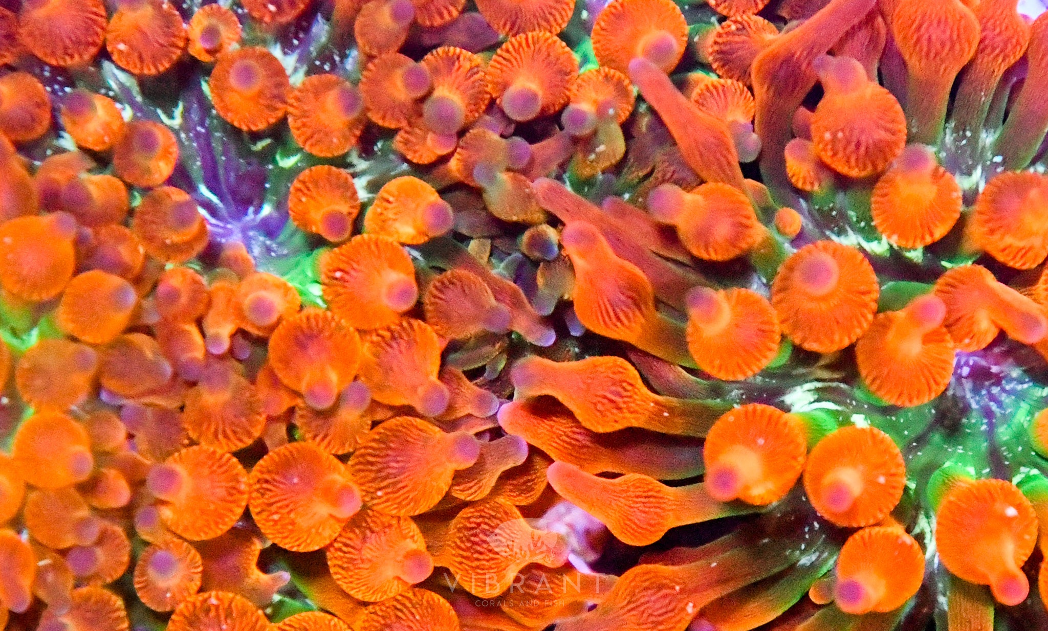 Bubble Tip Aquacultured Anemone SMALL