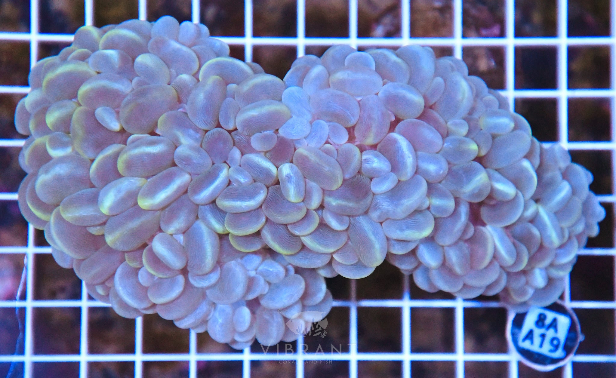 Bubble Coral INDO W