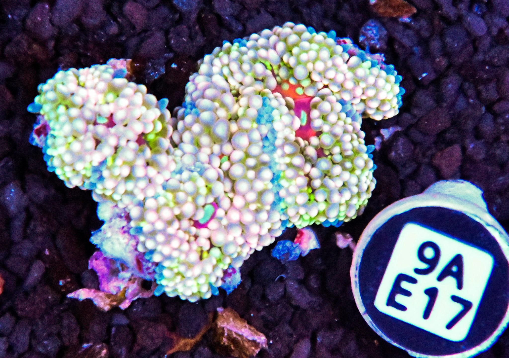 Ricordea Mushroom