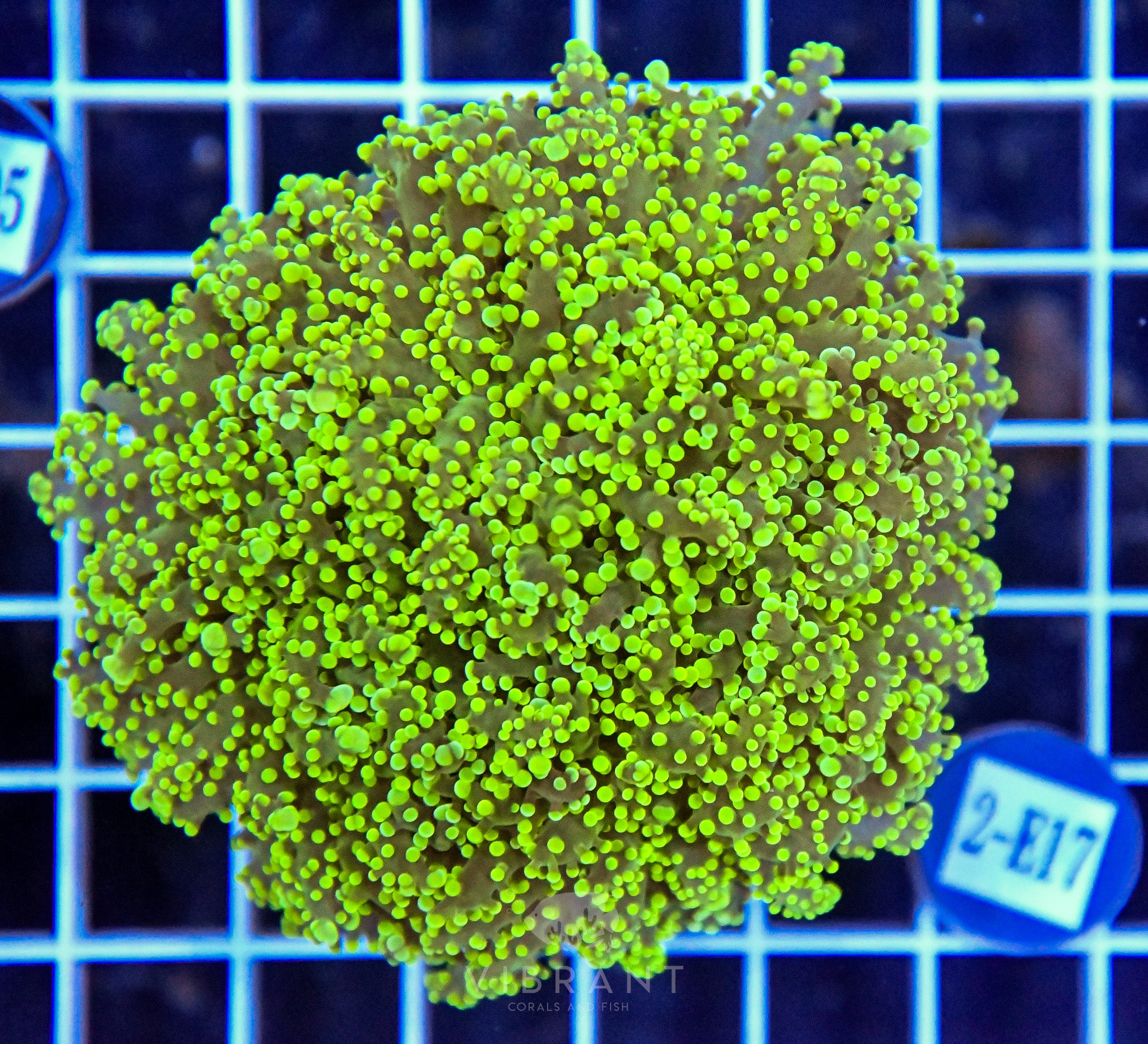 Yaeyamaensis Branching INDO