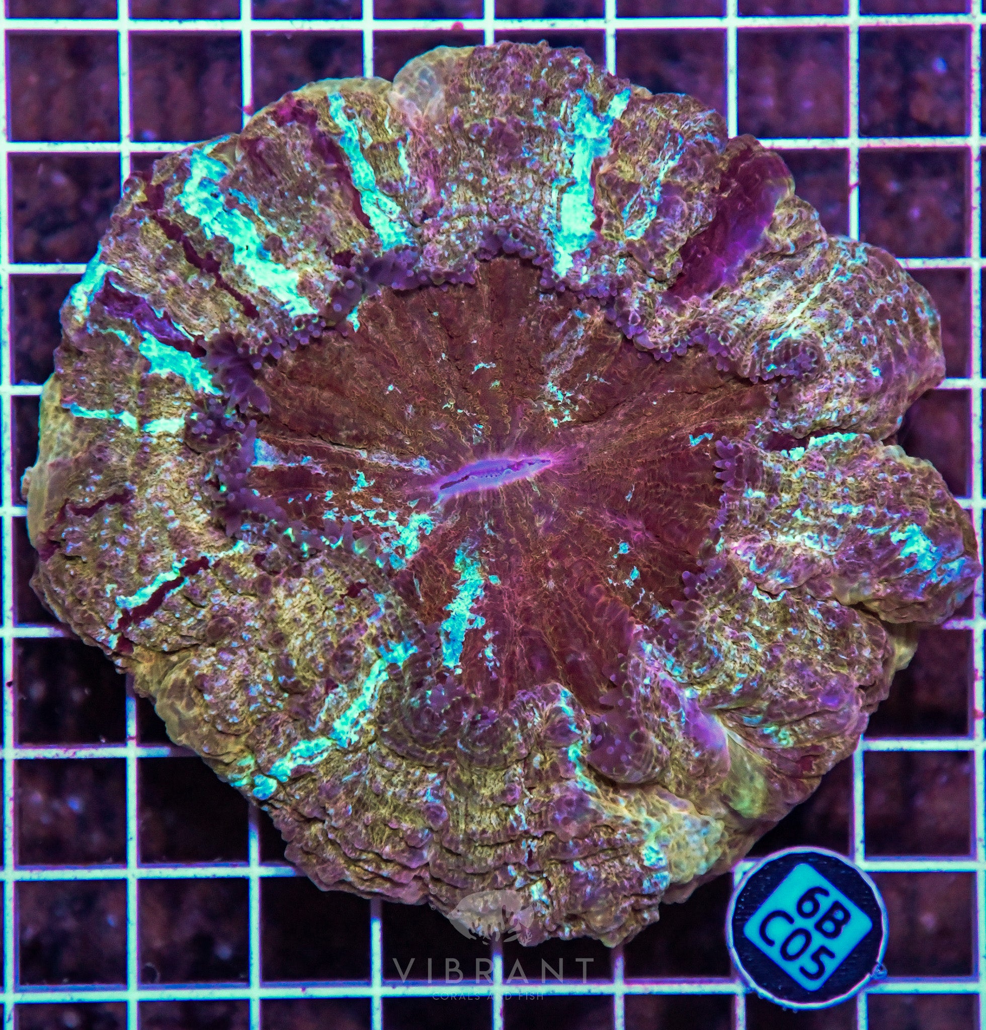 Acanthophyllia INDO W