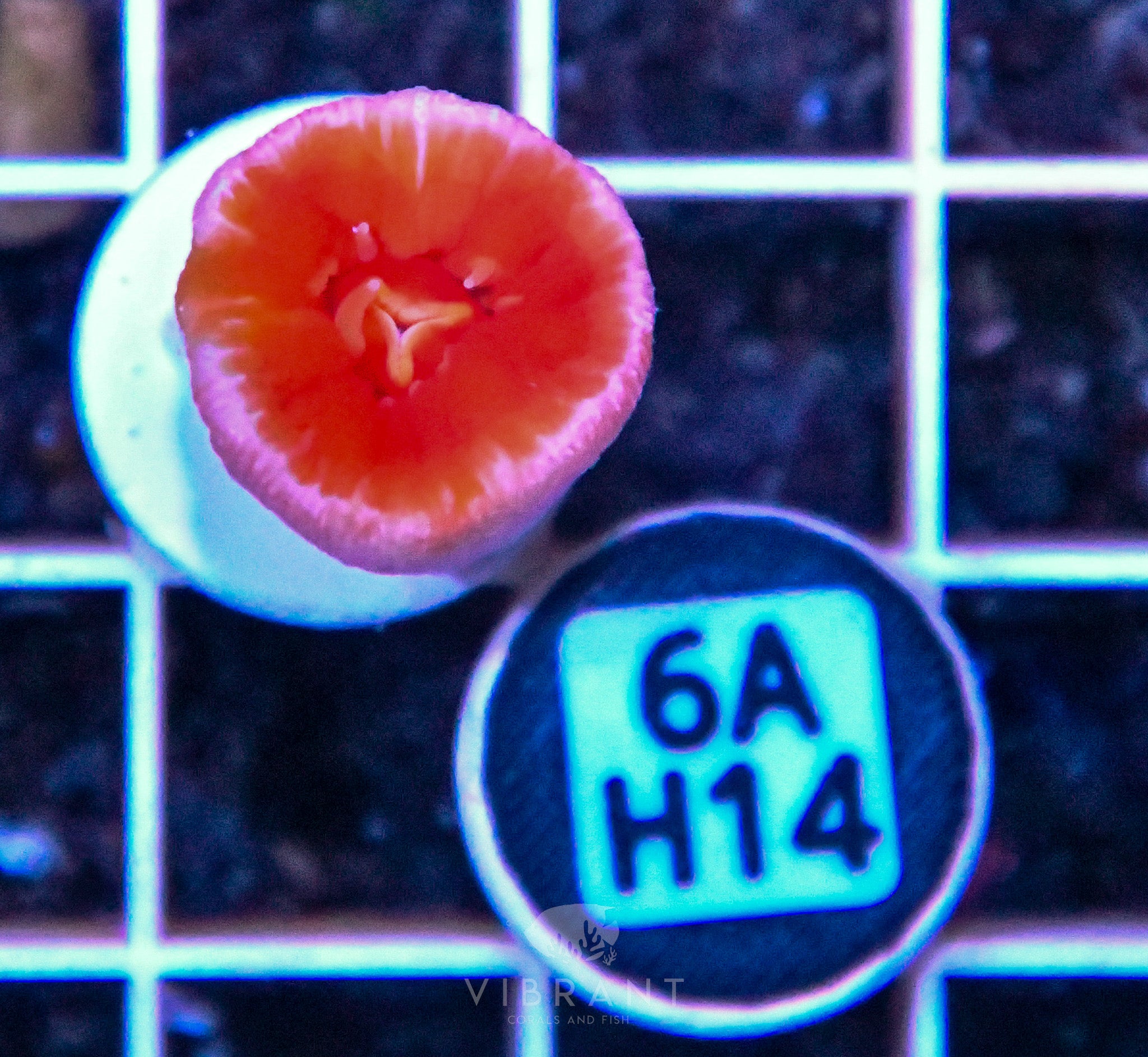 Dendro Fat Head ASIAN