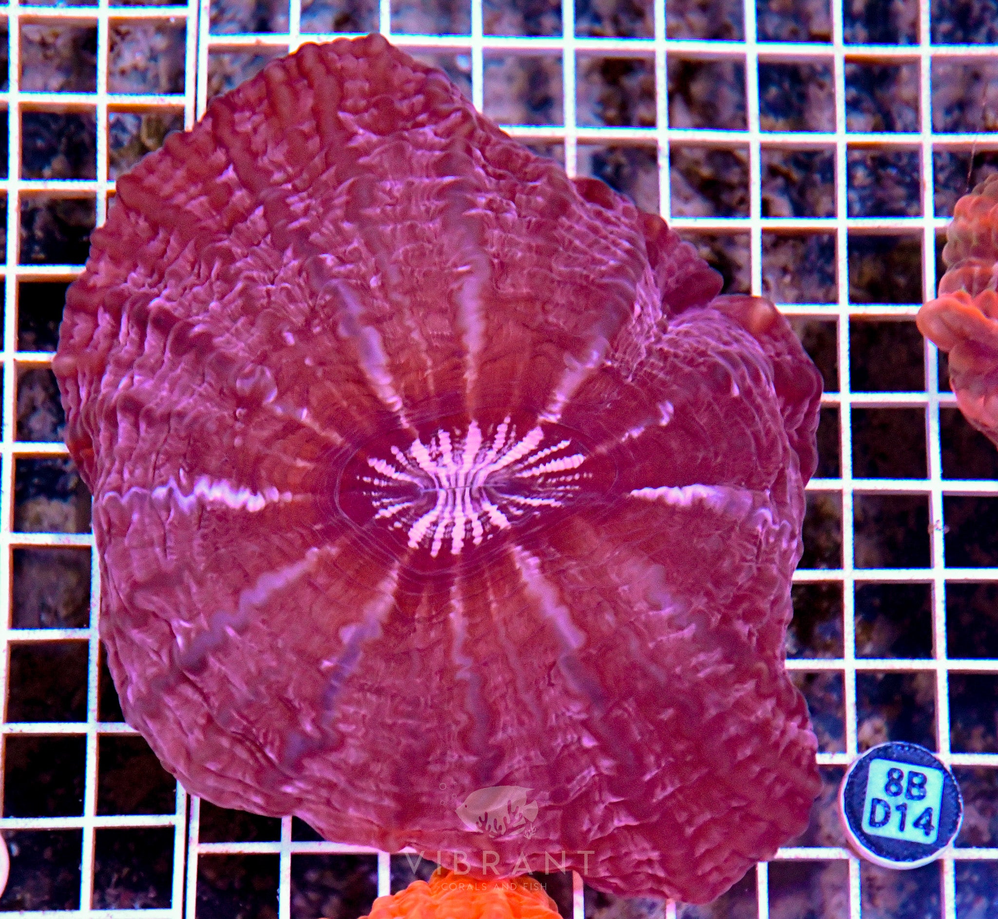 Indophyllia INDO W