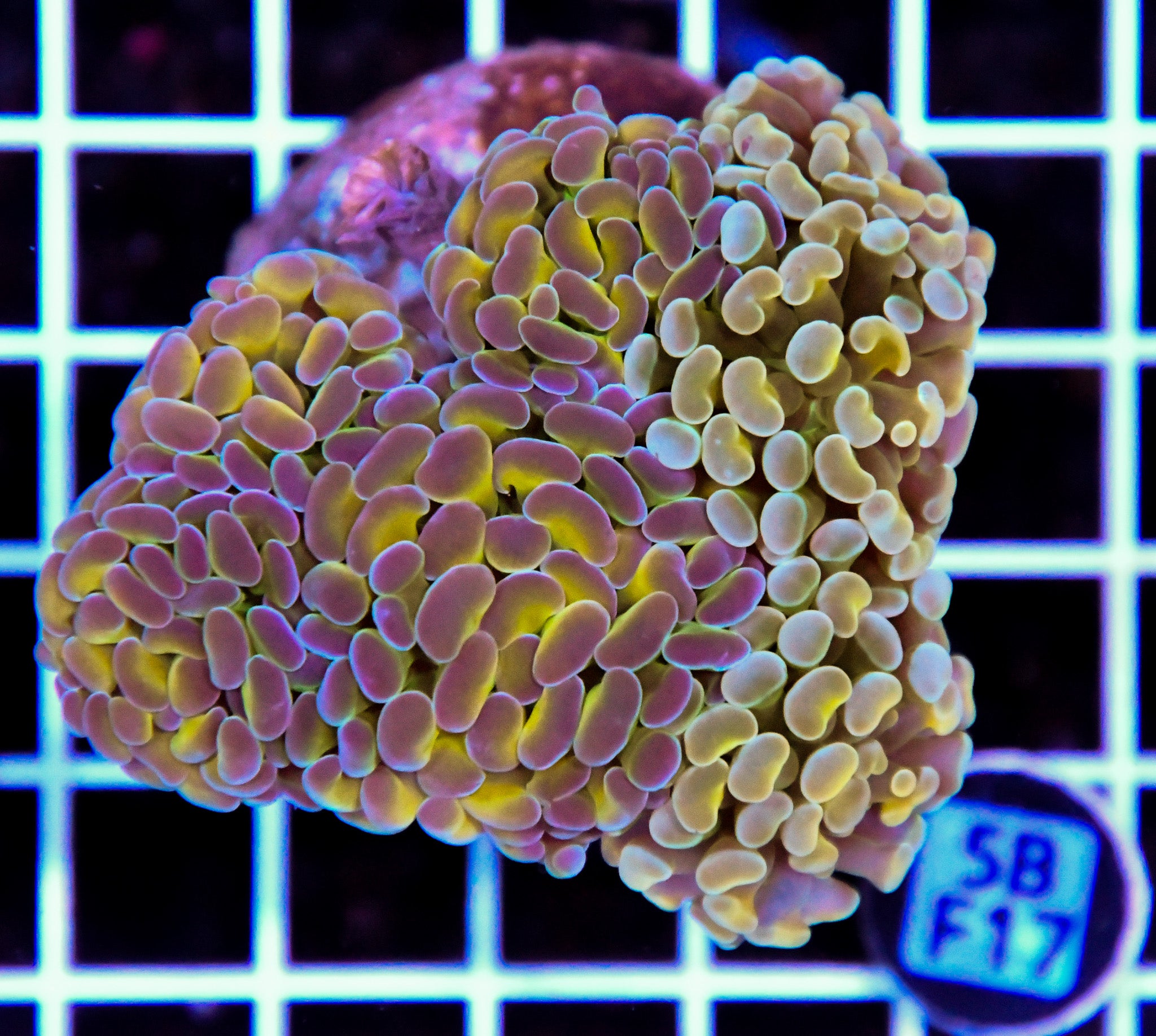 Hammer Branching INDO Halogram