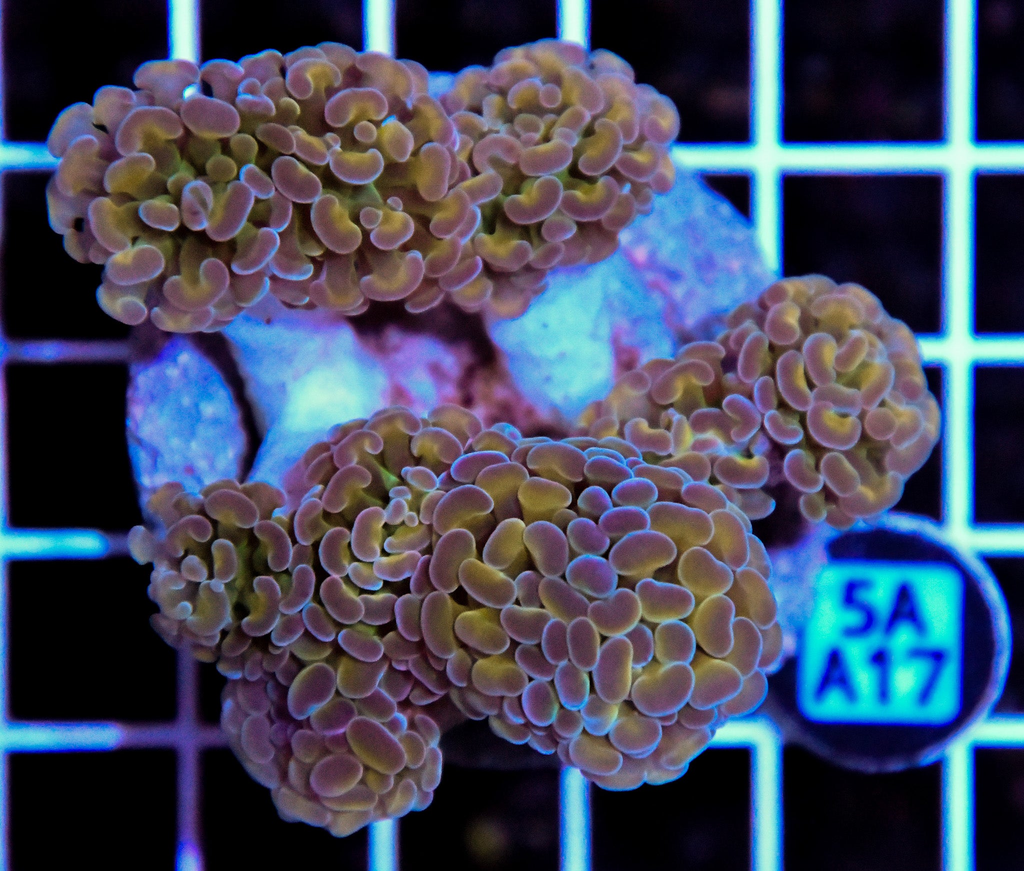 Hammer Branching INDO Halogram