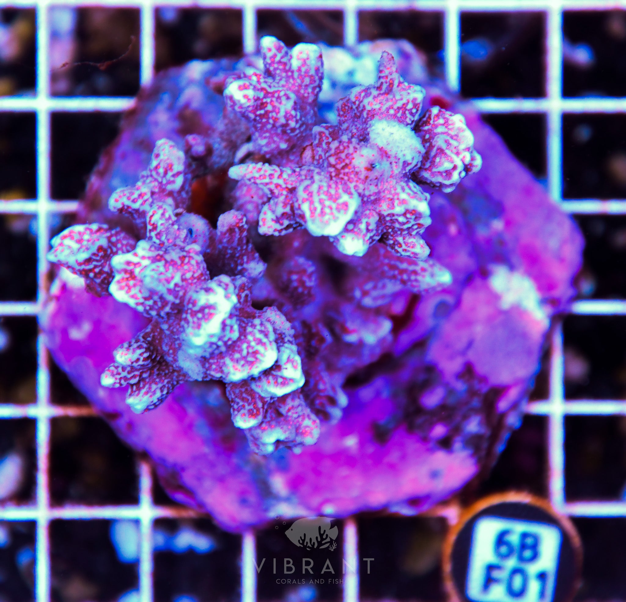 Montipora Digitata INDO