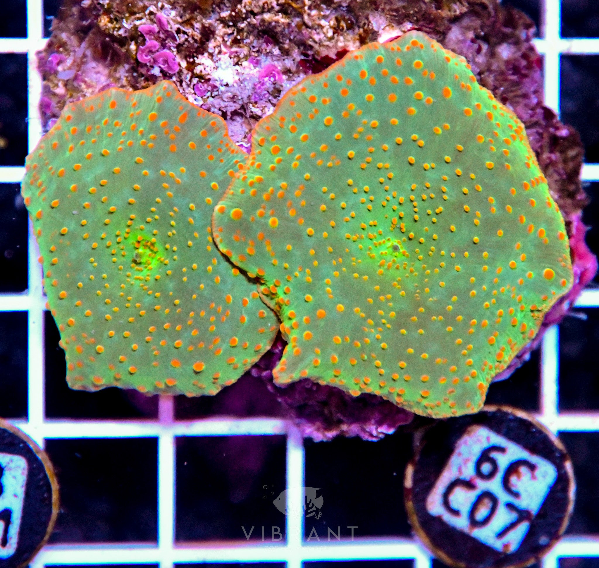 Mushroom INDO