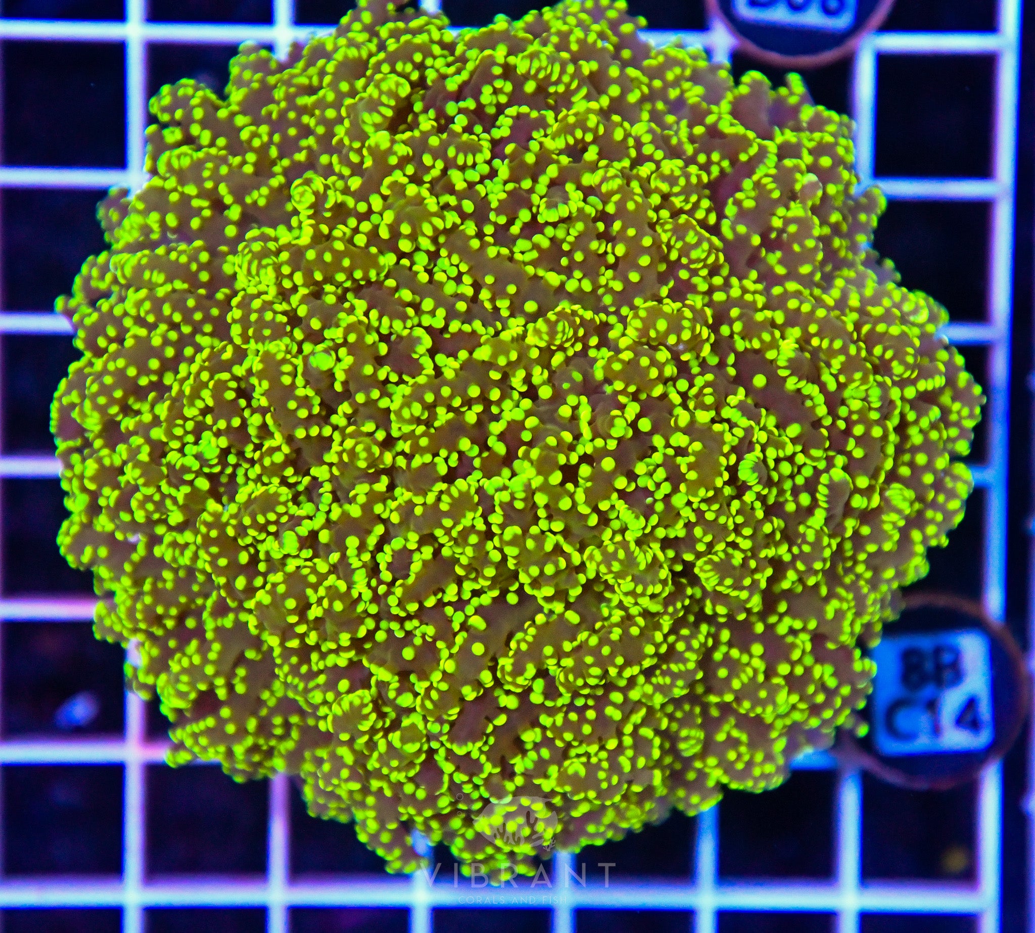 Yaeyamaensis Branching INDO