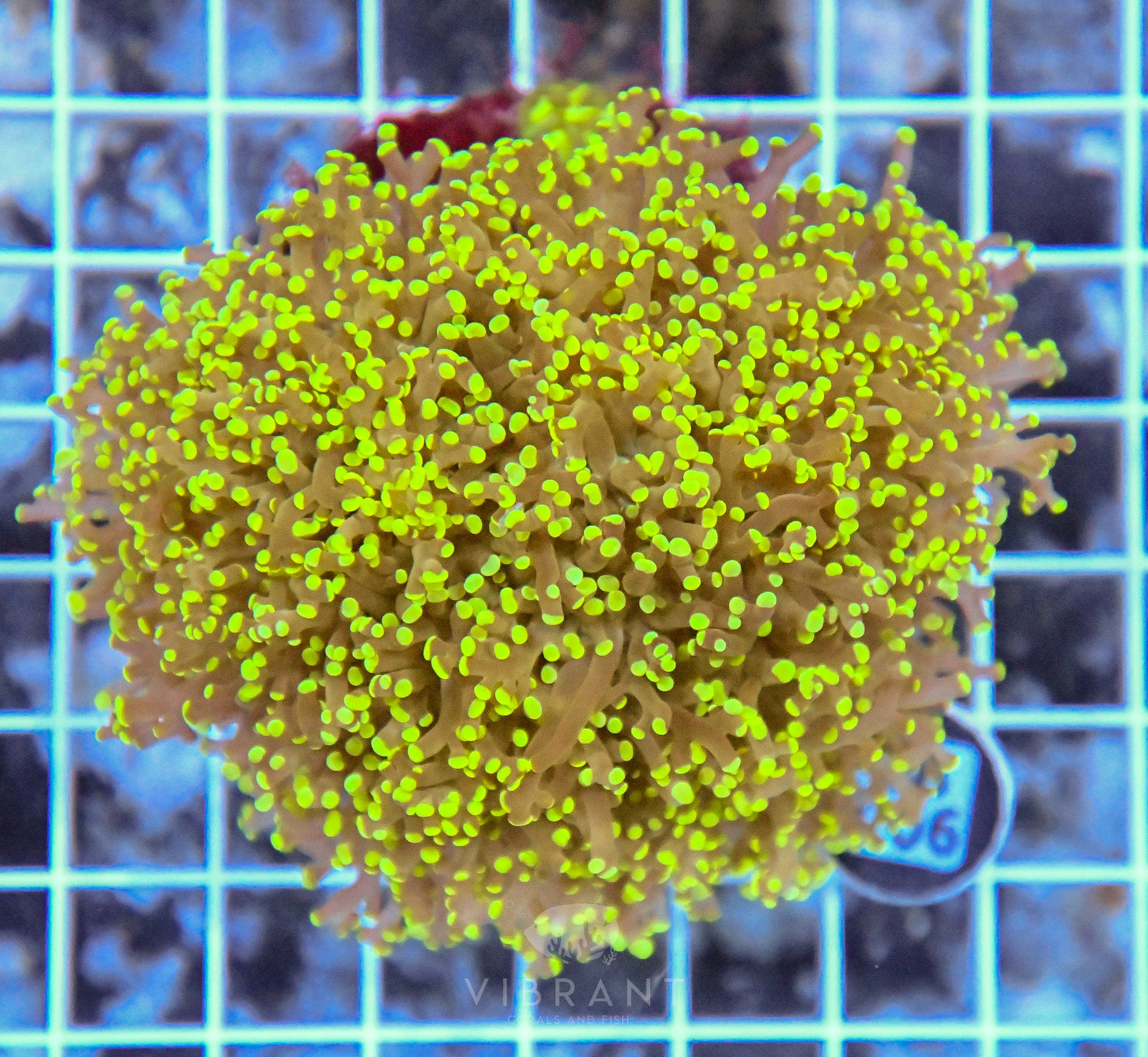 Yaeyamaensis Branching INDO