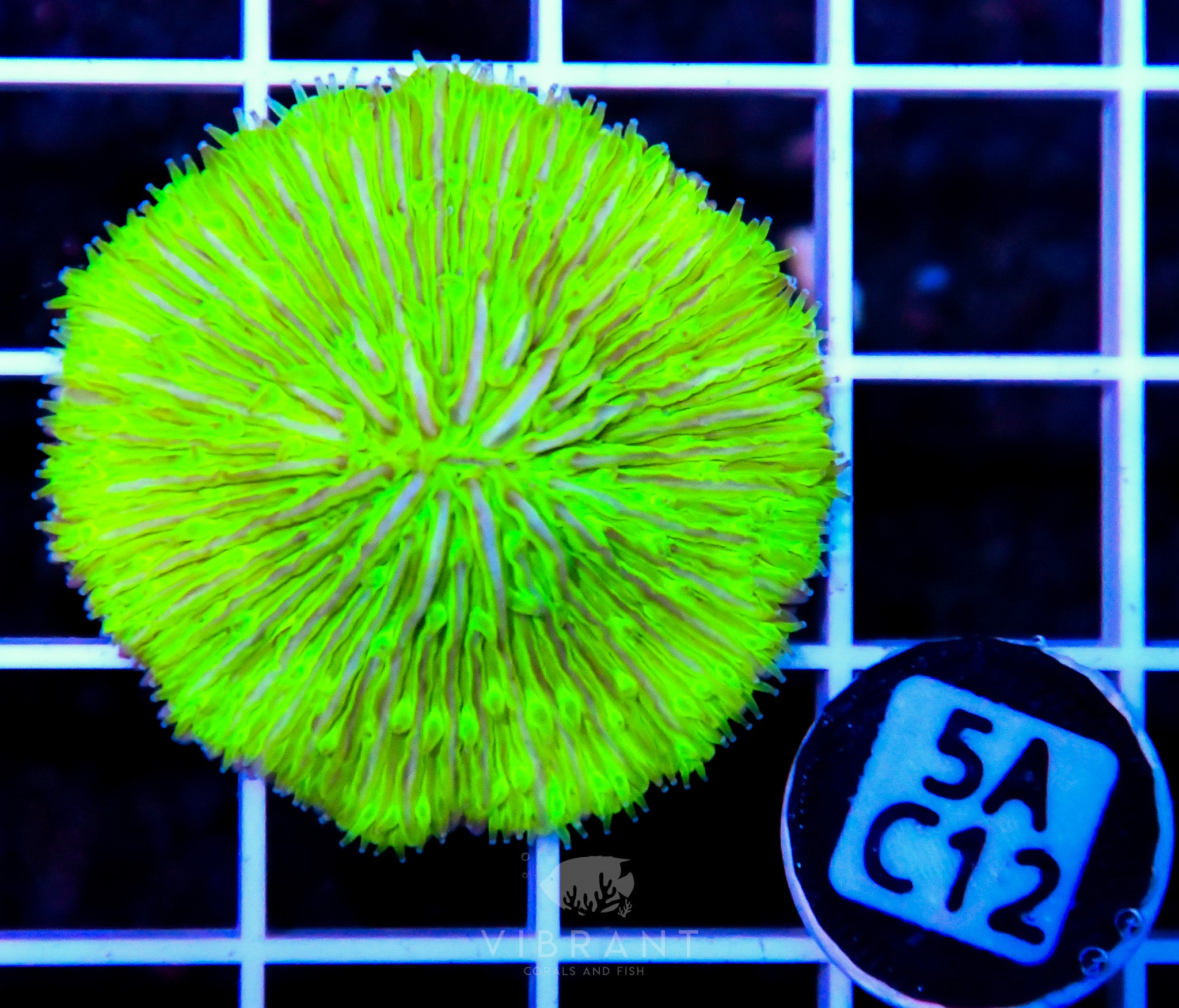 Fungia AUS