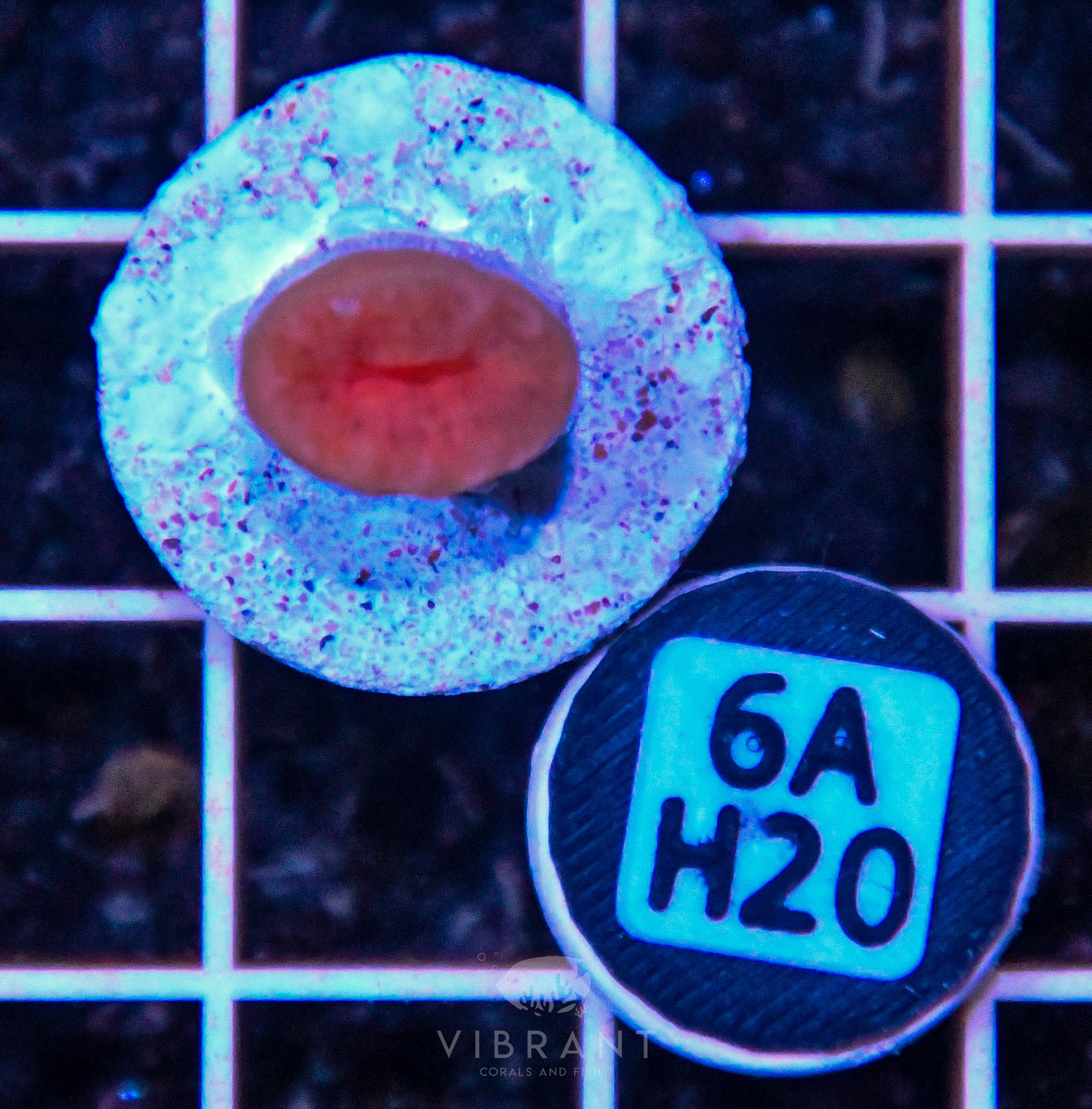 Dendro Fat Head ASIAN