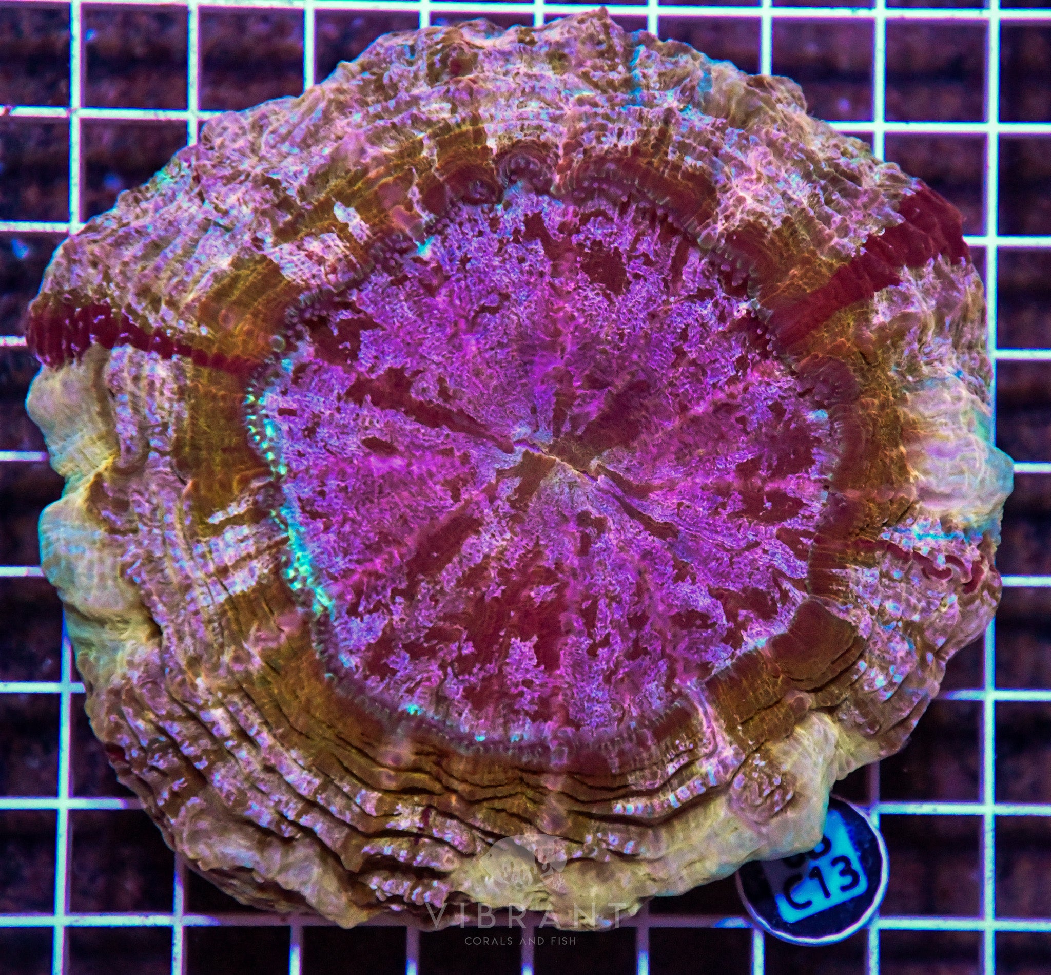 Acanthophyllia INDO W