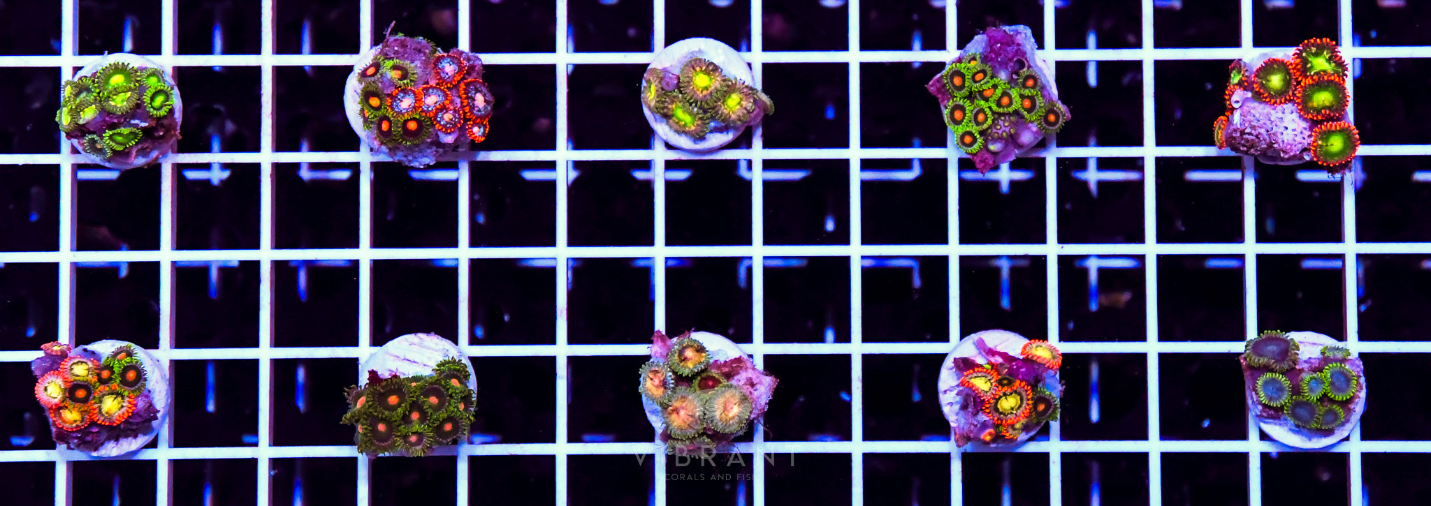 Frag Zoa AUS 10pc Pack sample