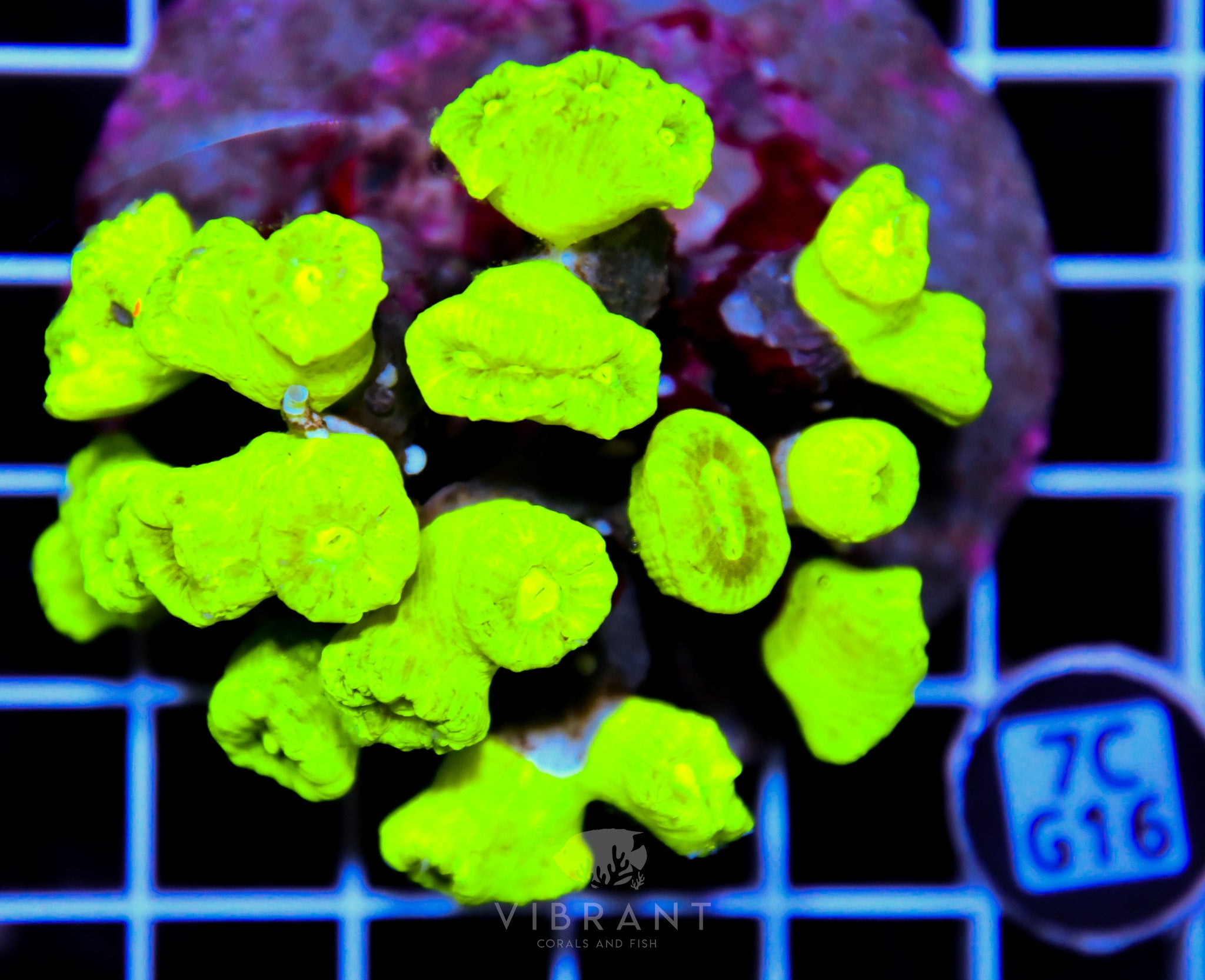 Candy Cane INDO