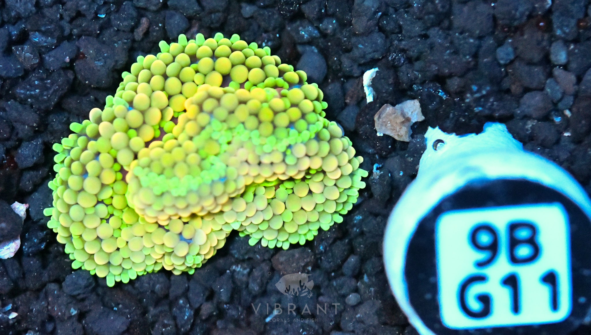Ricordea Mushroom