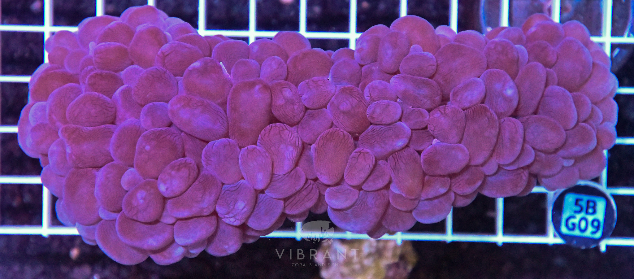 Bubble Coral AUS