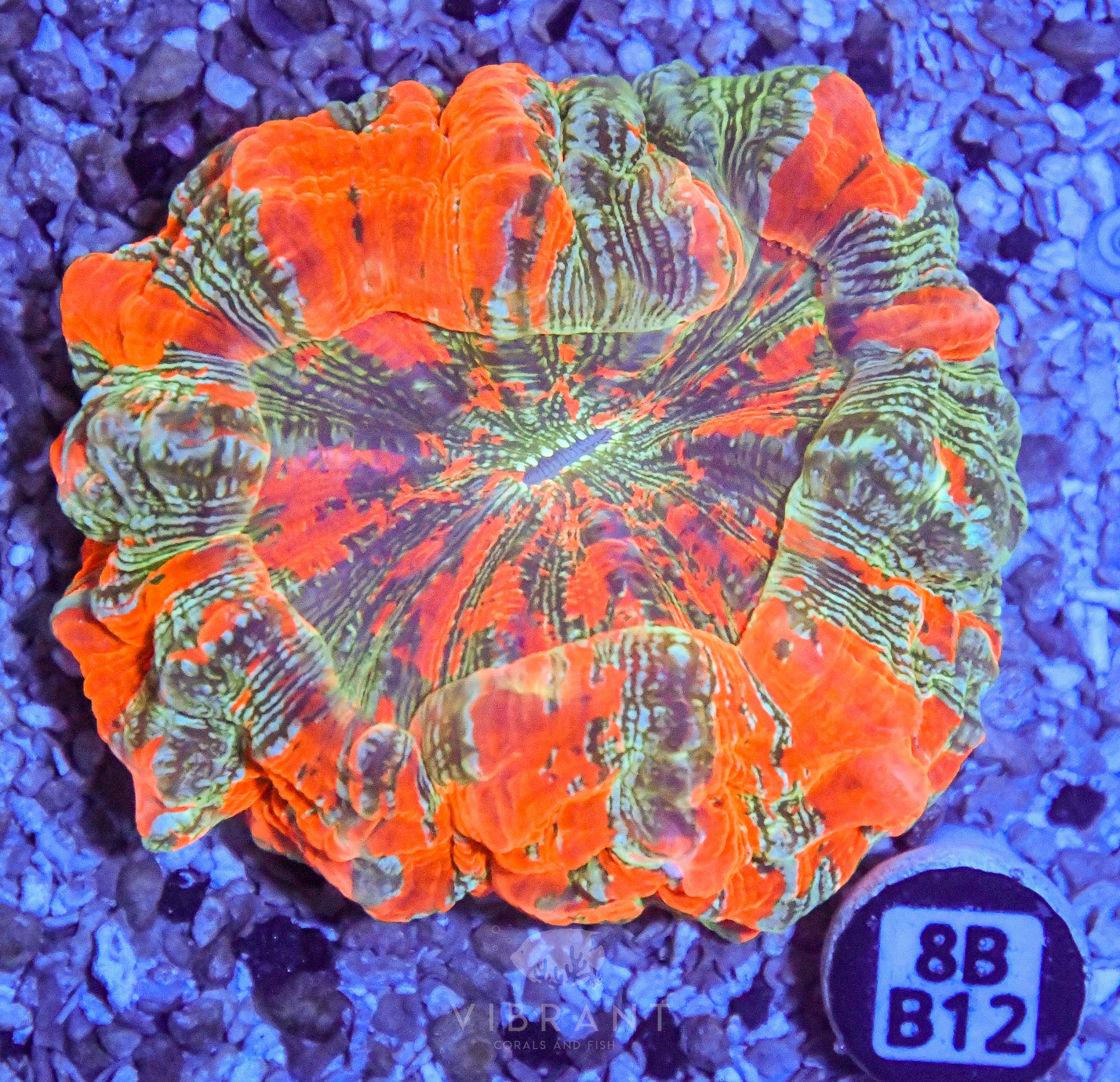 Acanthophyllia  INDO W