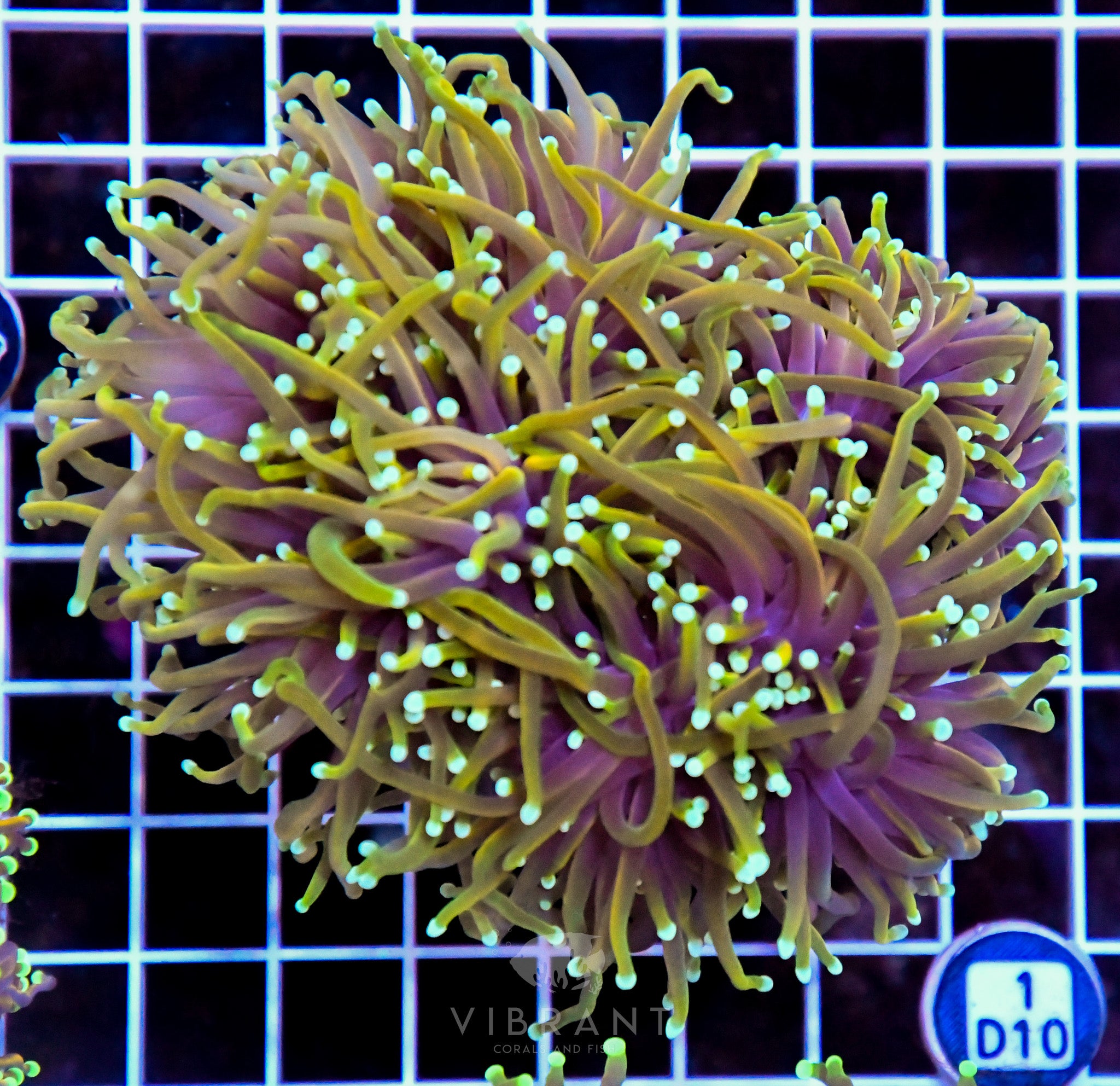 Torch INDO Colony