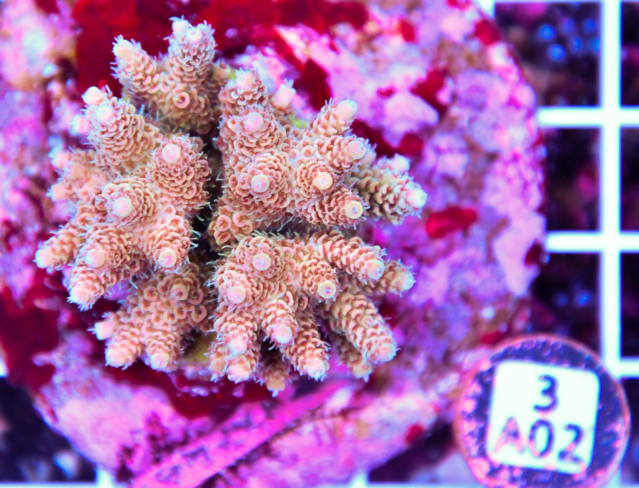 Acro INDO