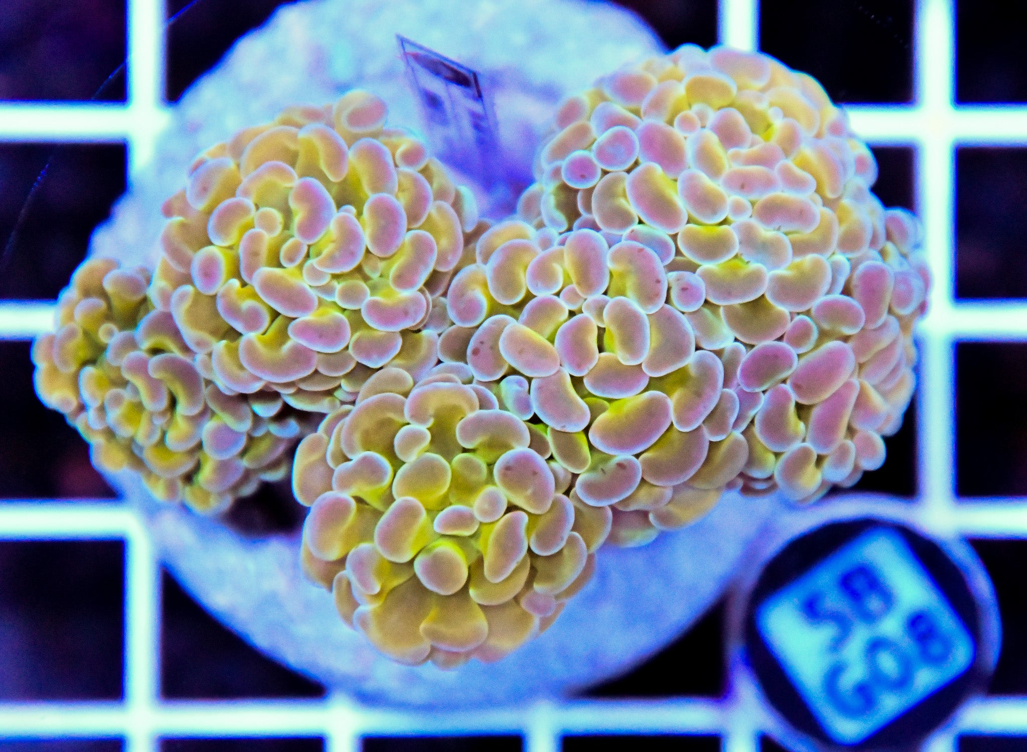 Hammer Branching INDO Halogram