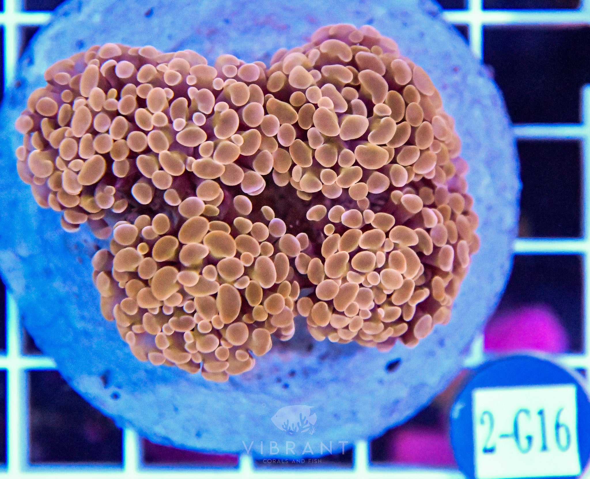 Hammer Branching INDO