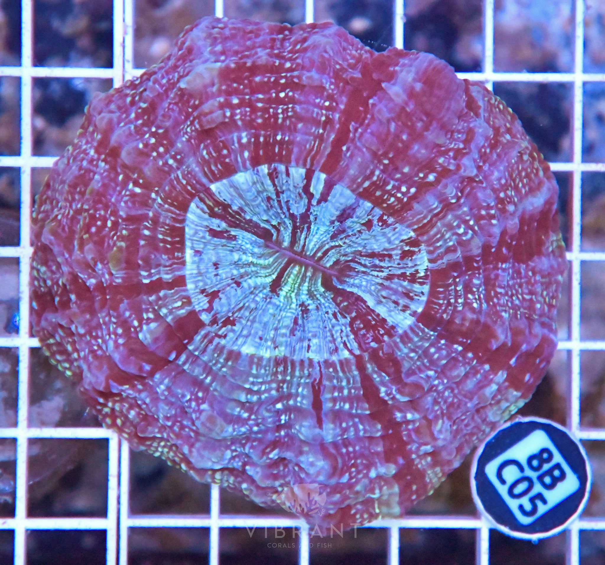 Acanthophyllia INDO W