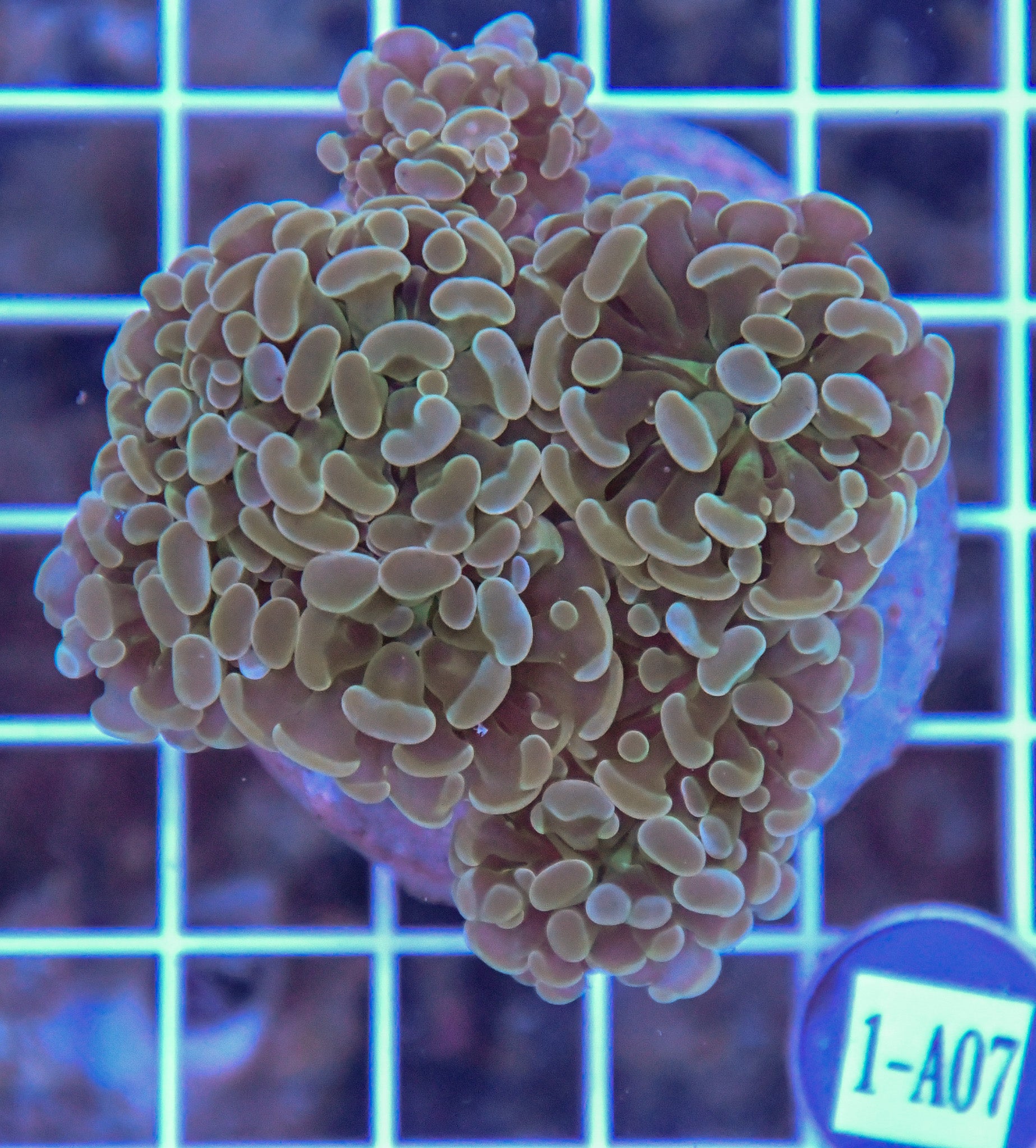 Hammer Branching INDO