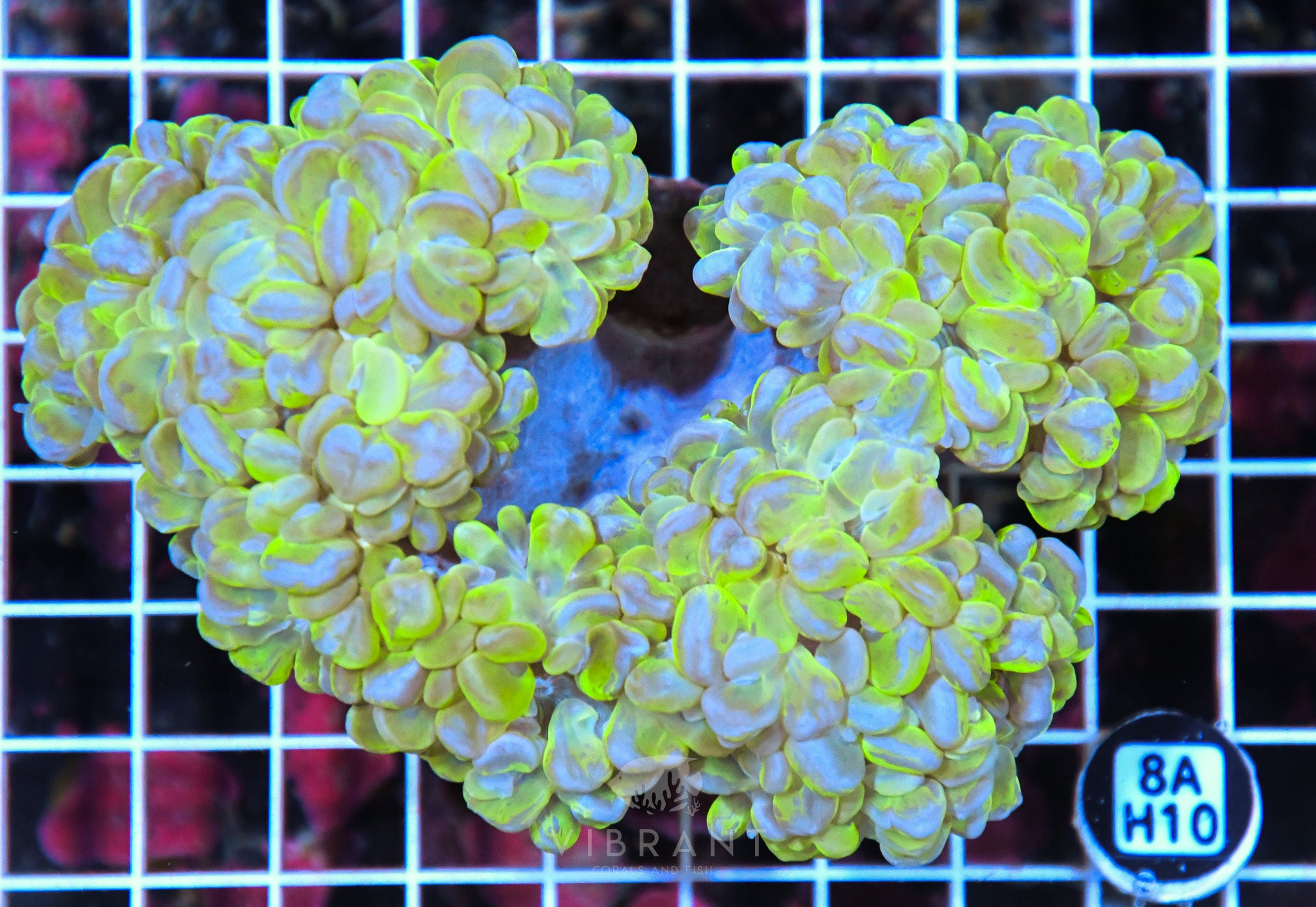 Bubble Coral INDO