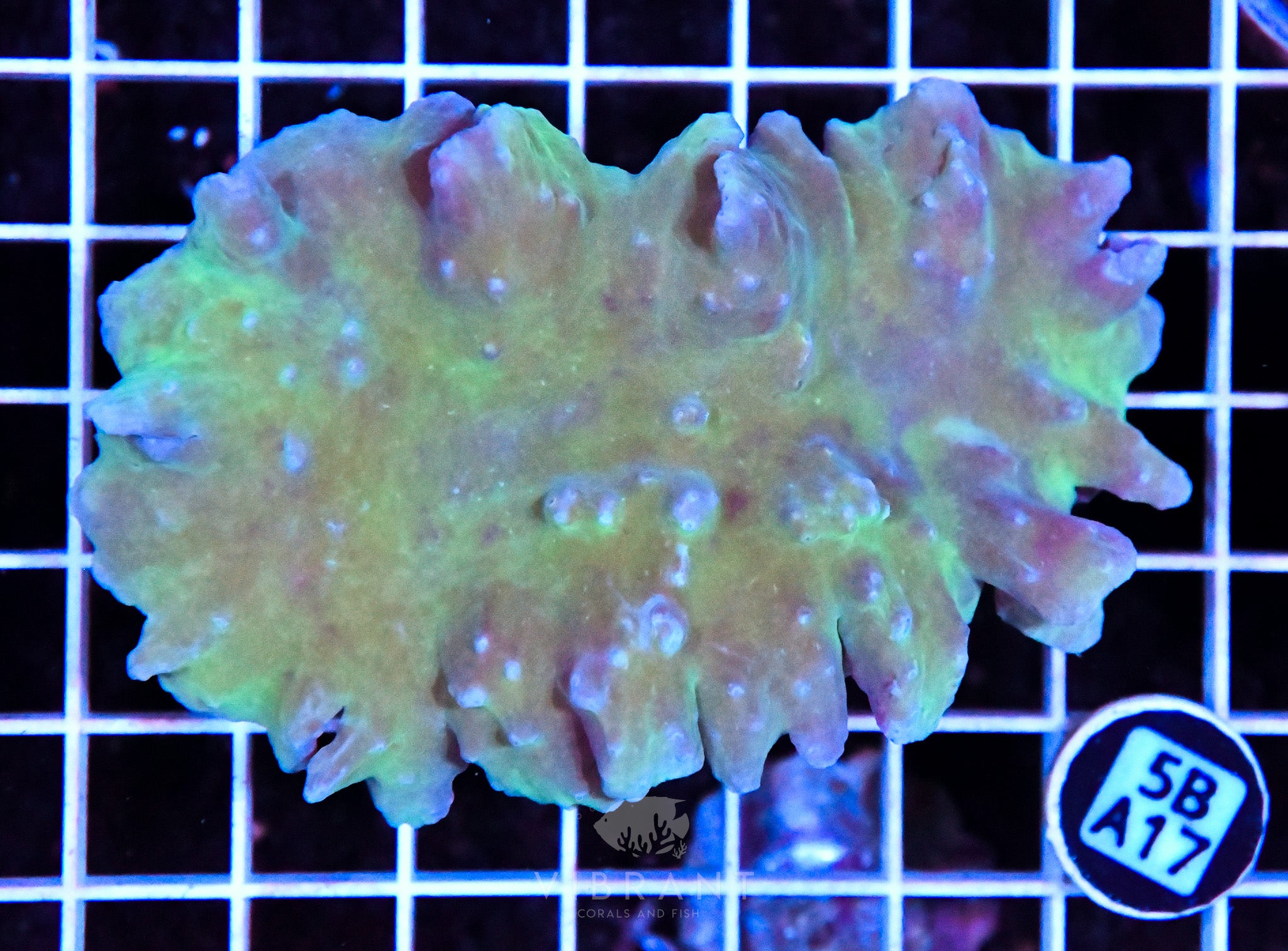 Cabbage Coral INDO W
