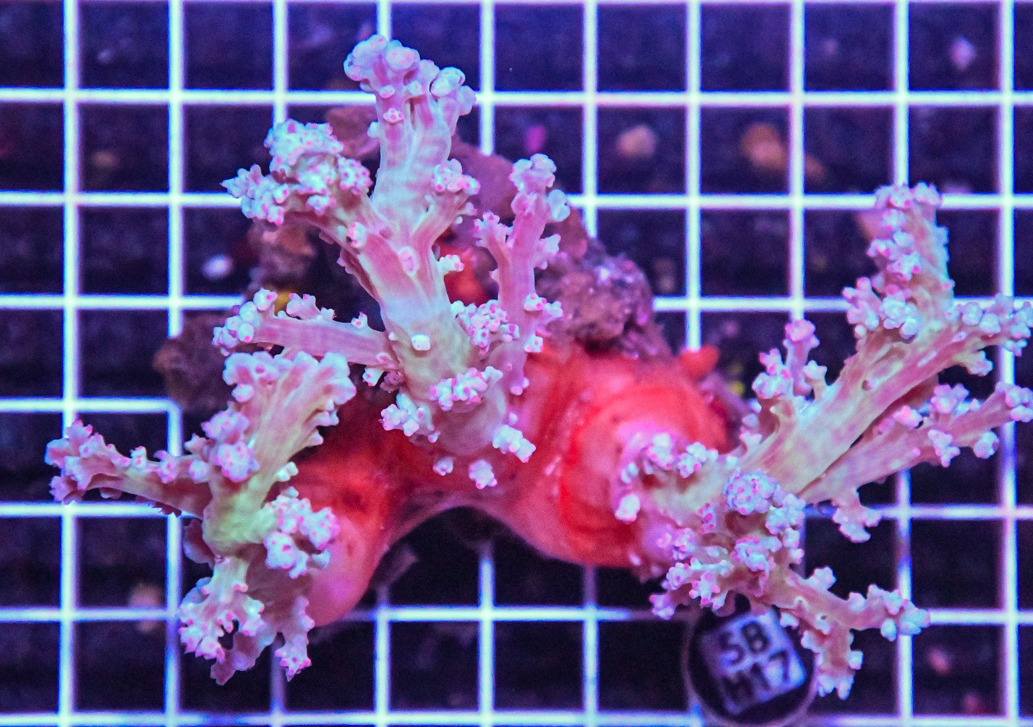 Carnation Coral INDO W