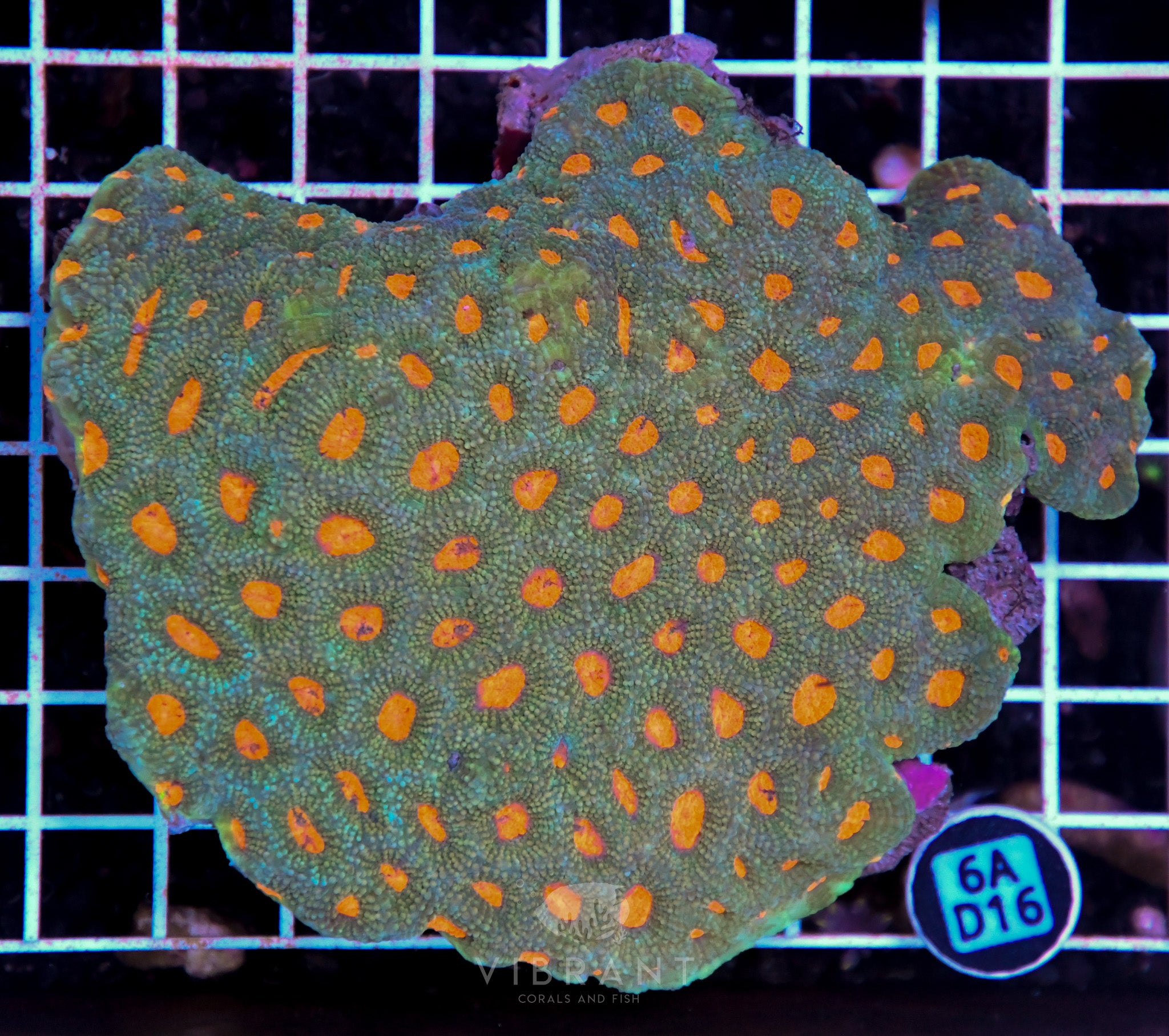 Acan Echinata AUS