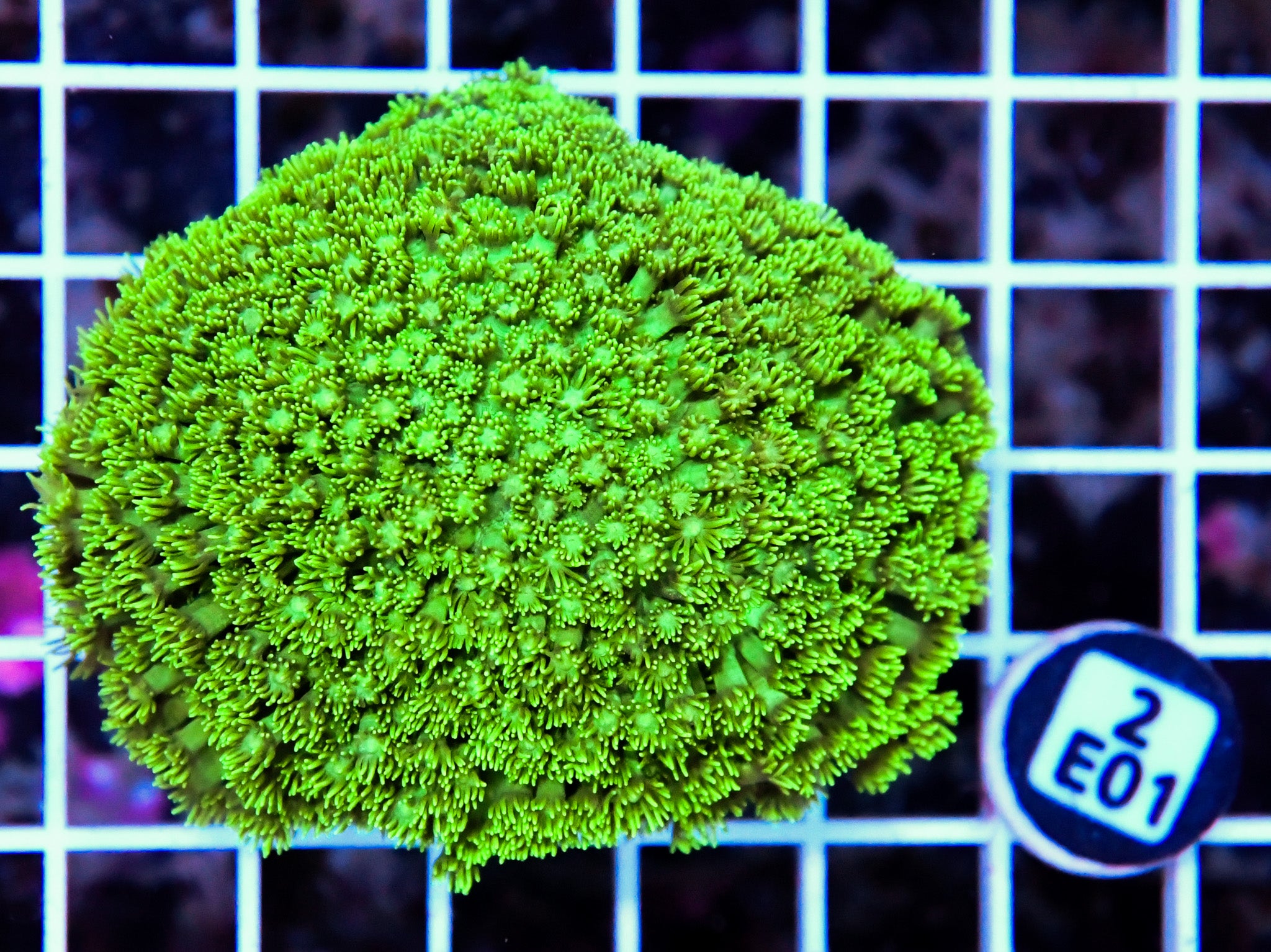Goniopora INDO W