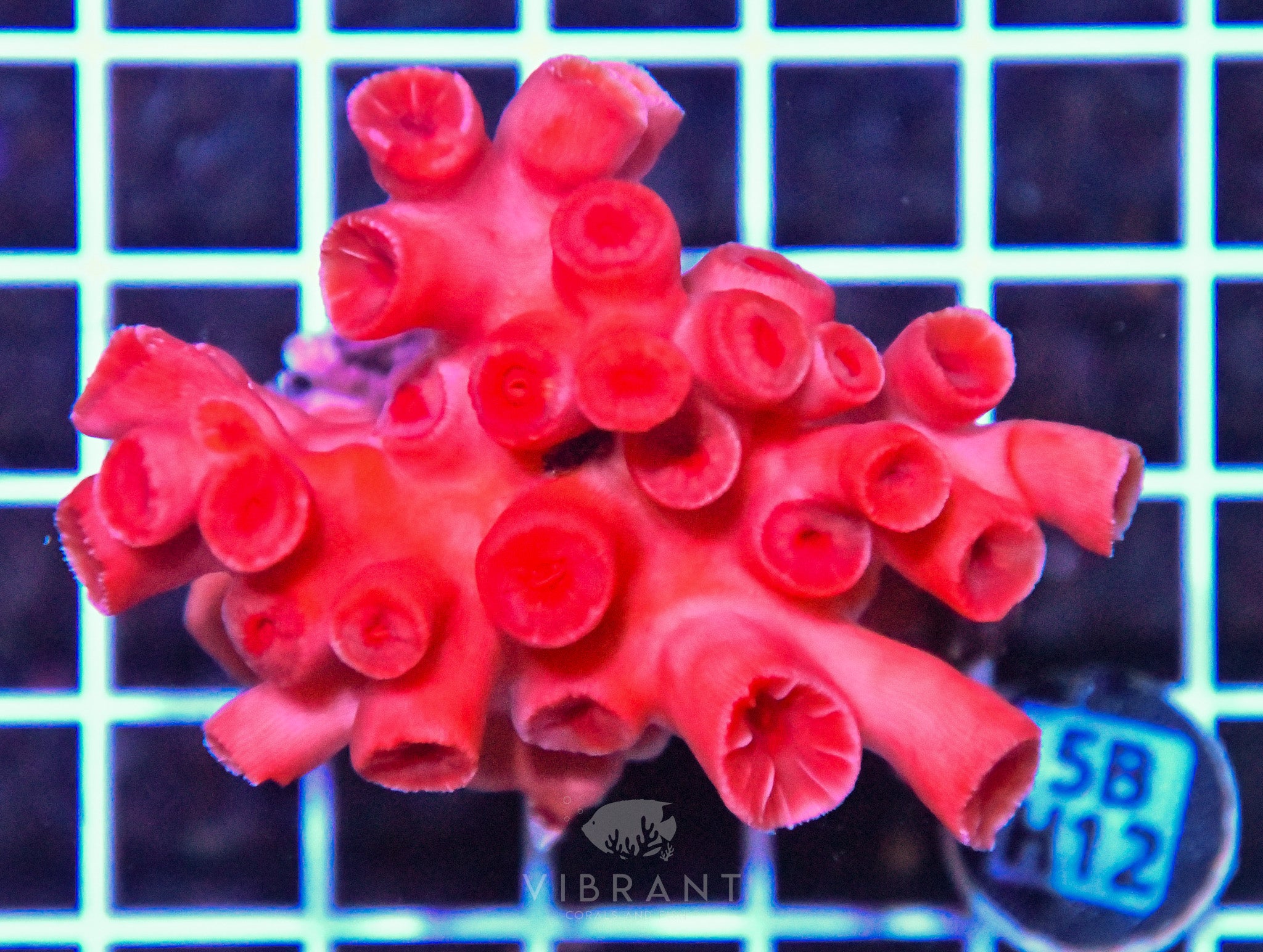 Sun Coral INDO W