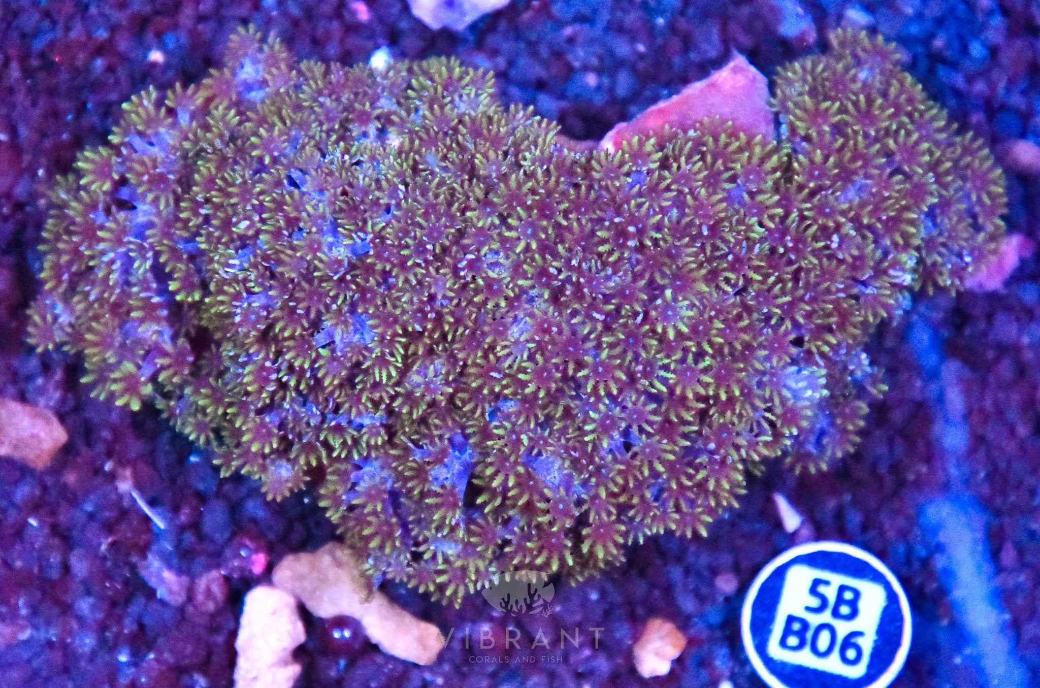 Blue Sympodium INDO