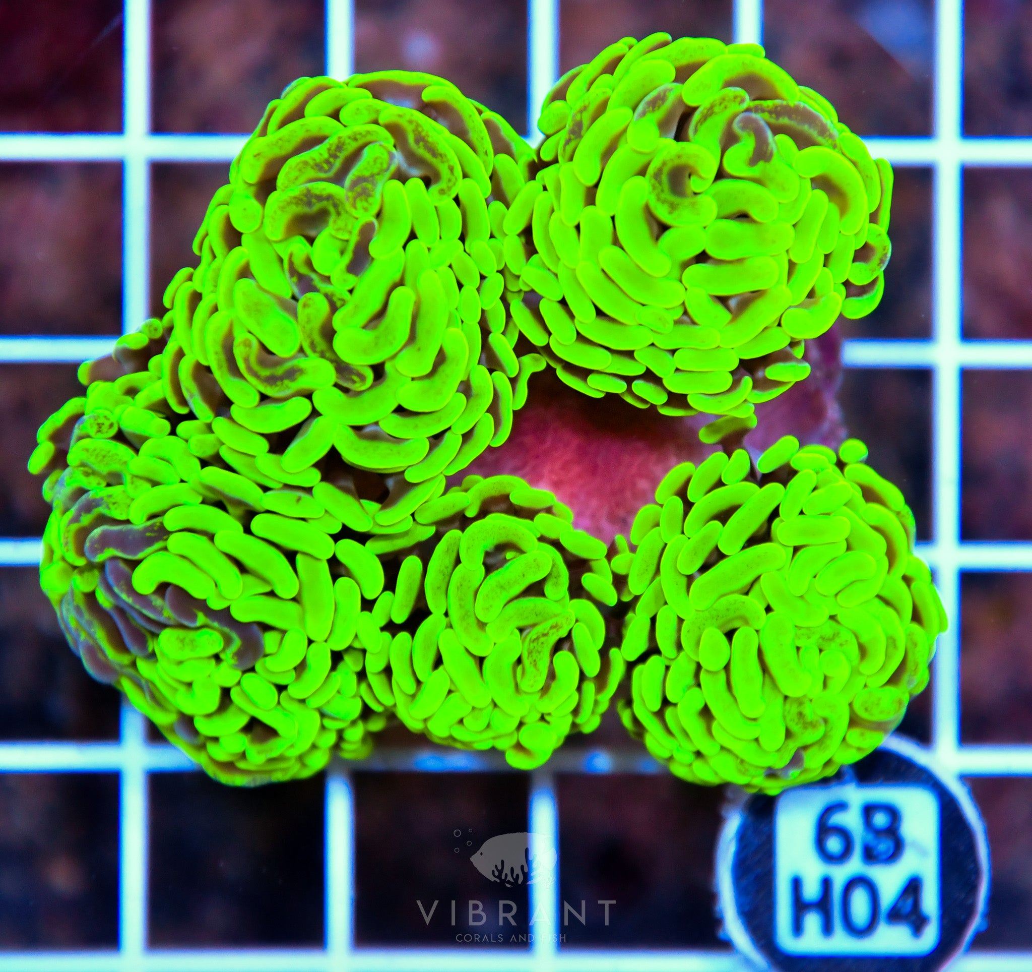 Hammer Branching AUS