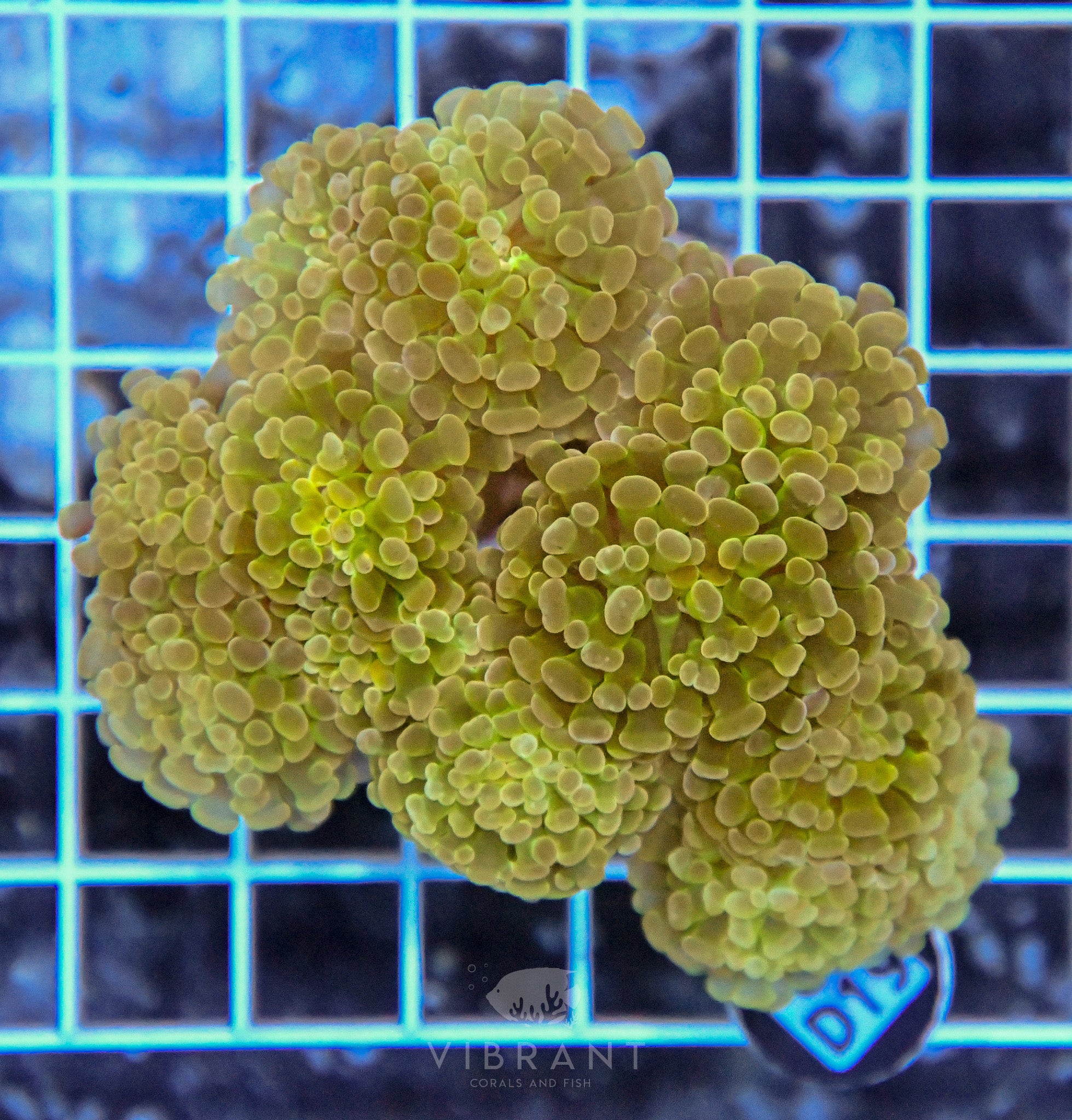 Hammer Branching INDO