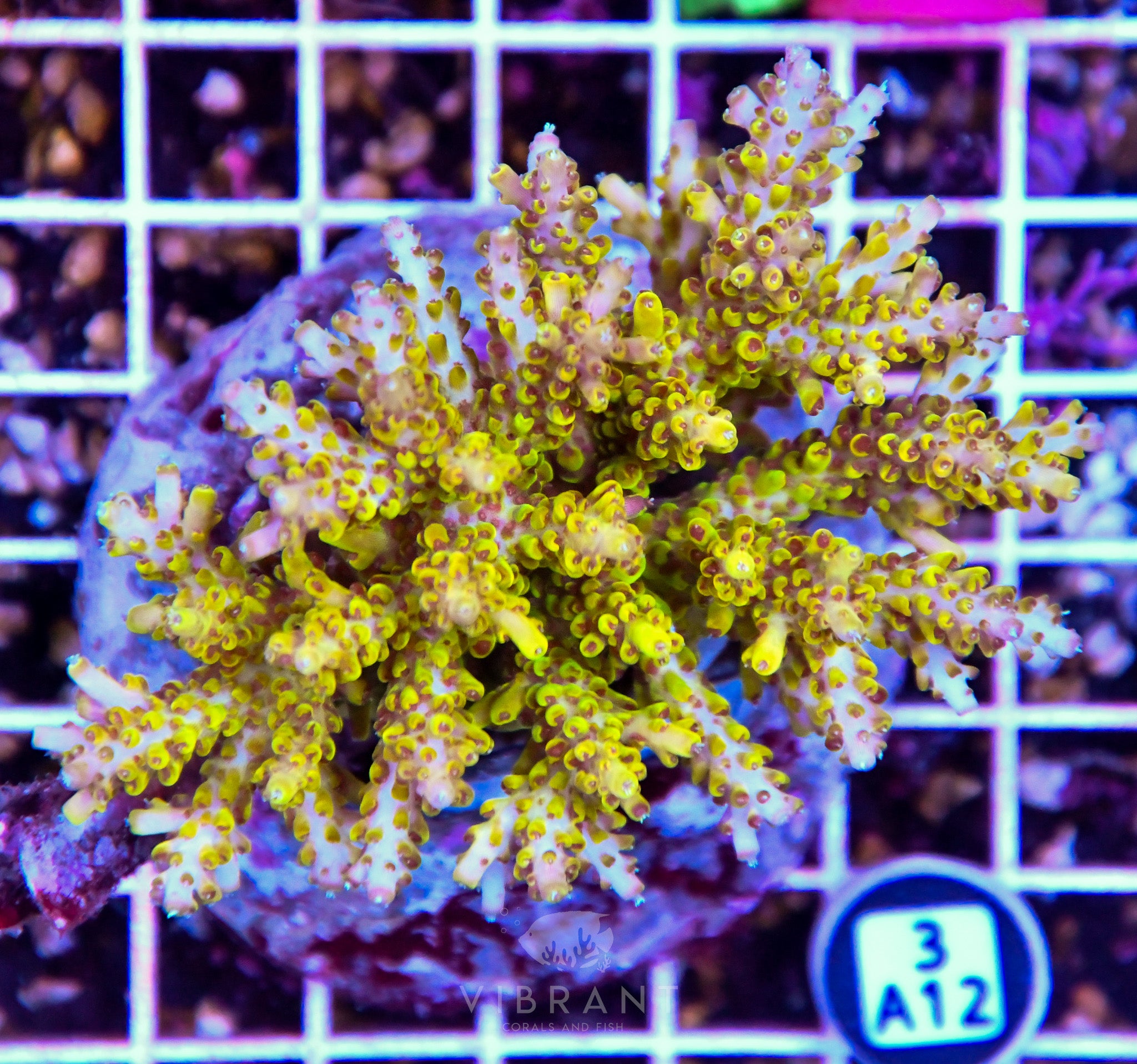 Acro INDO