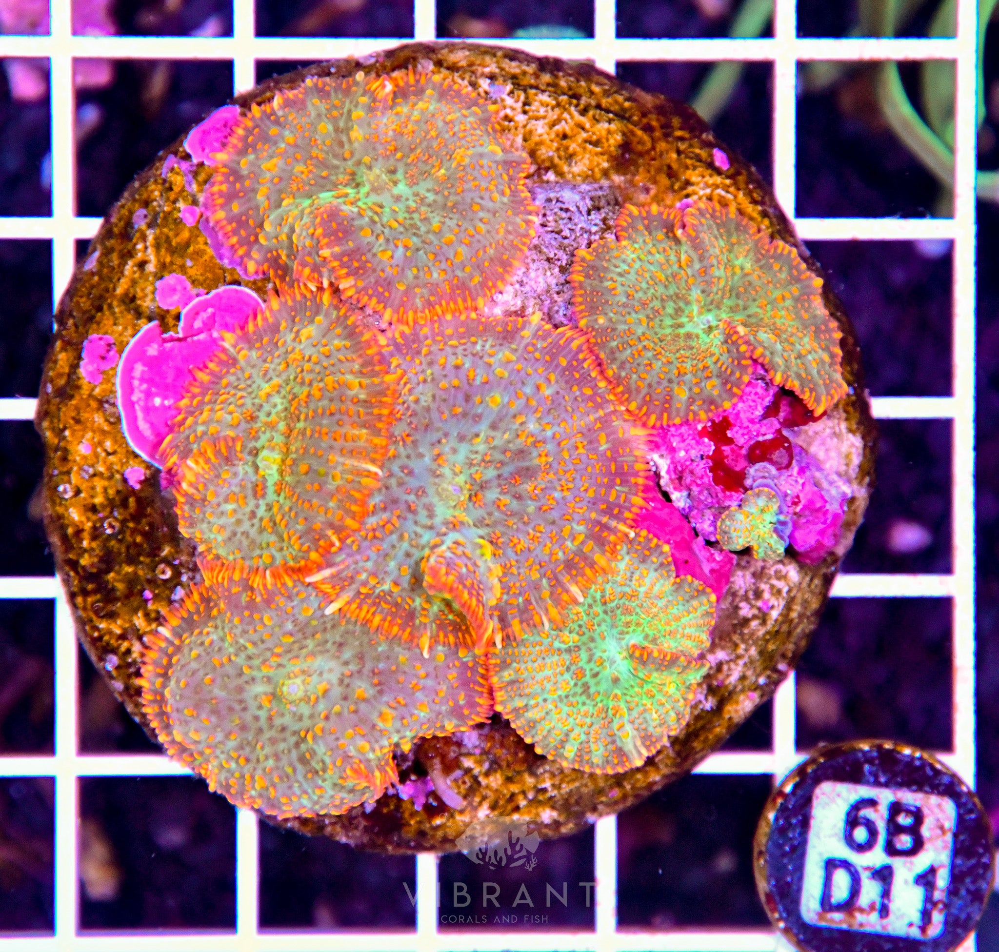 Mushroom INDO