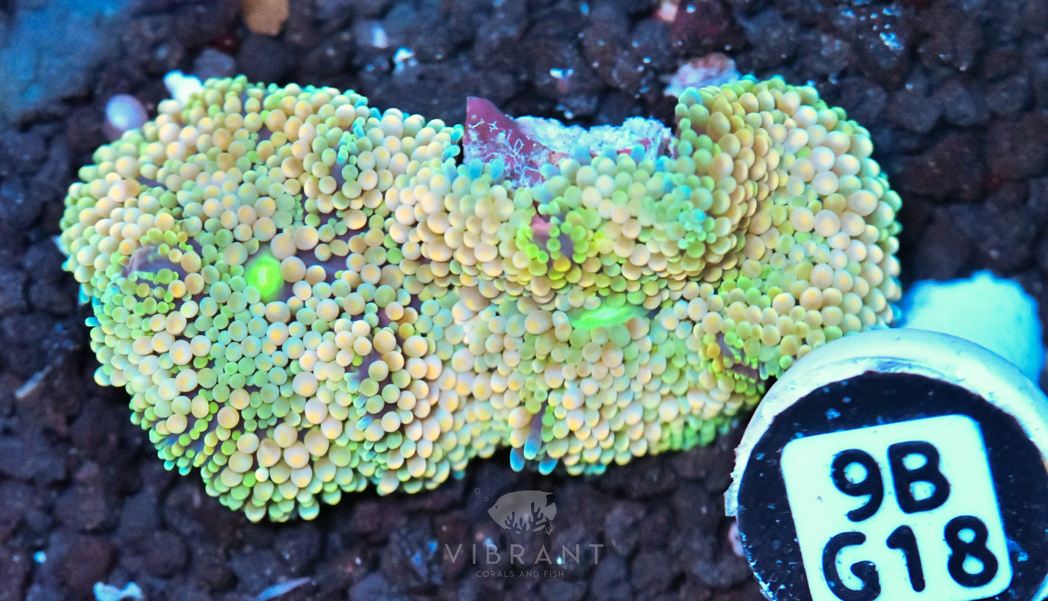 Ricordea Mushroom