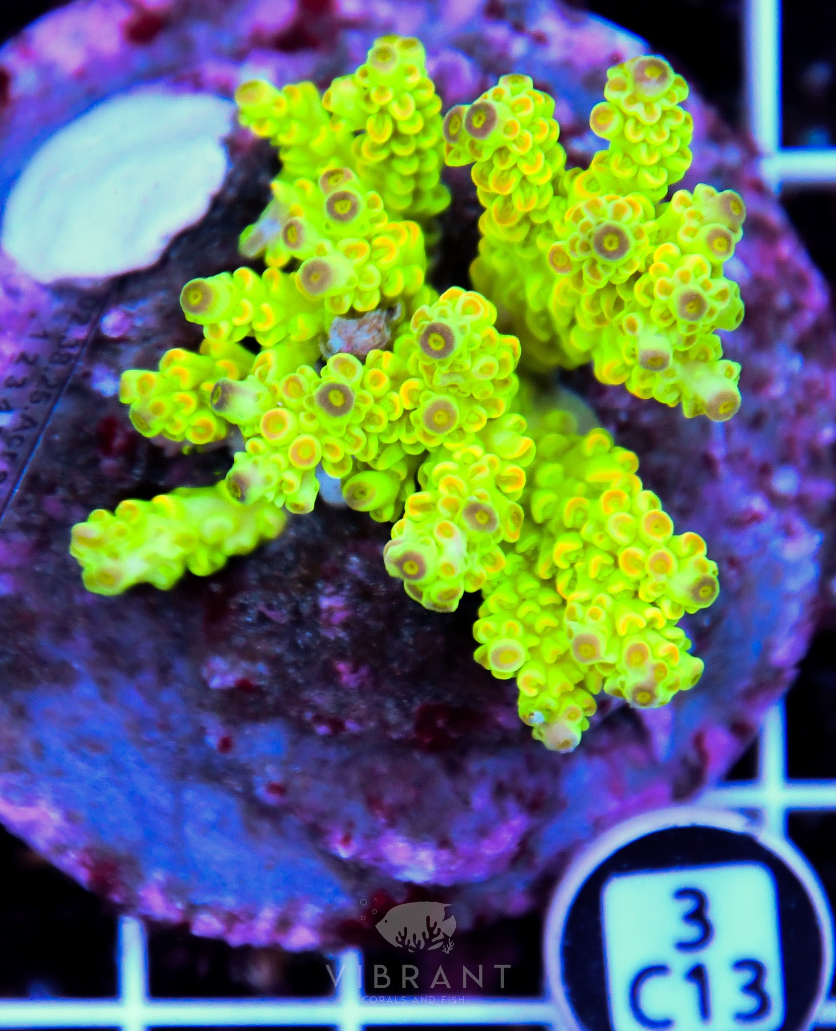 Acro INDO