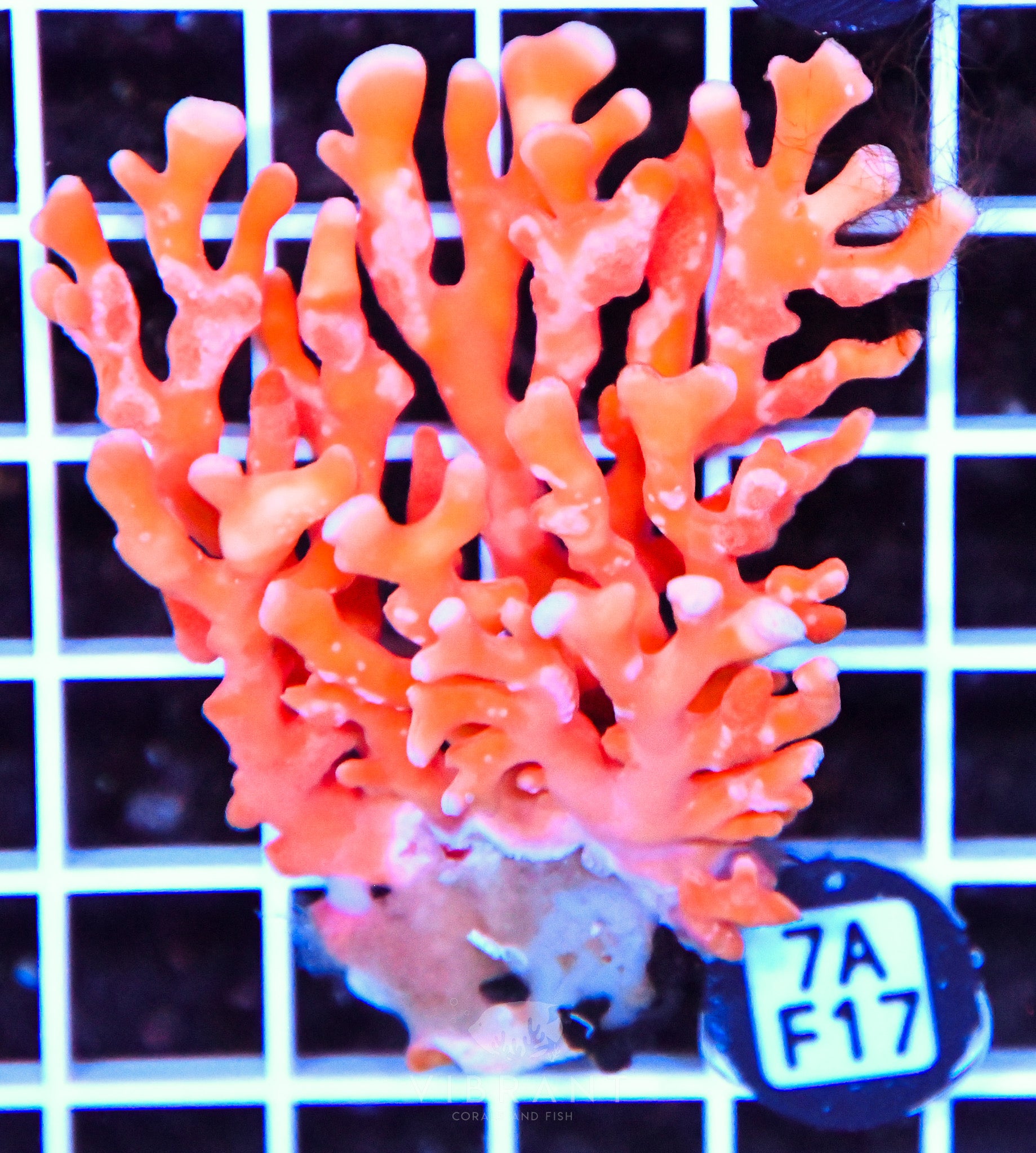 Lace Coral AUS
