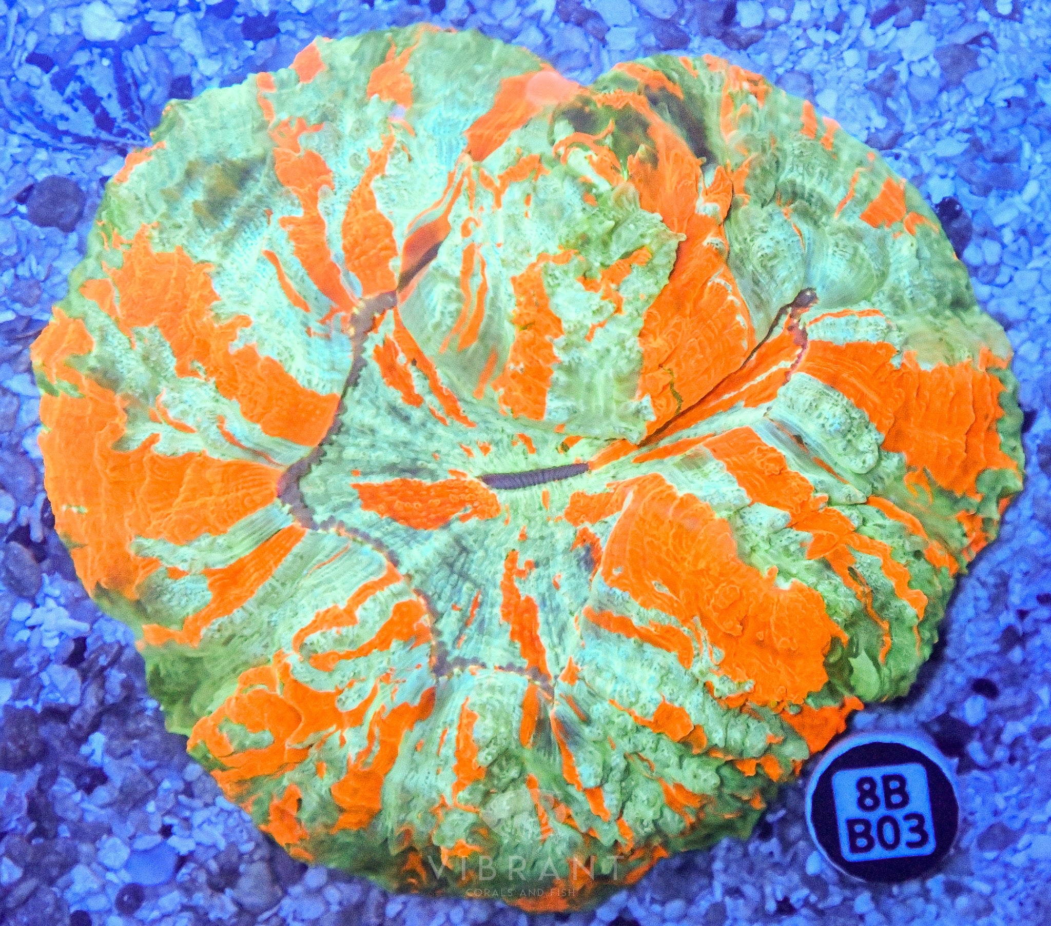 Acanthophyllia  INDO W