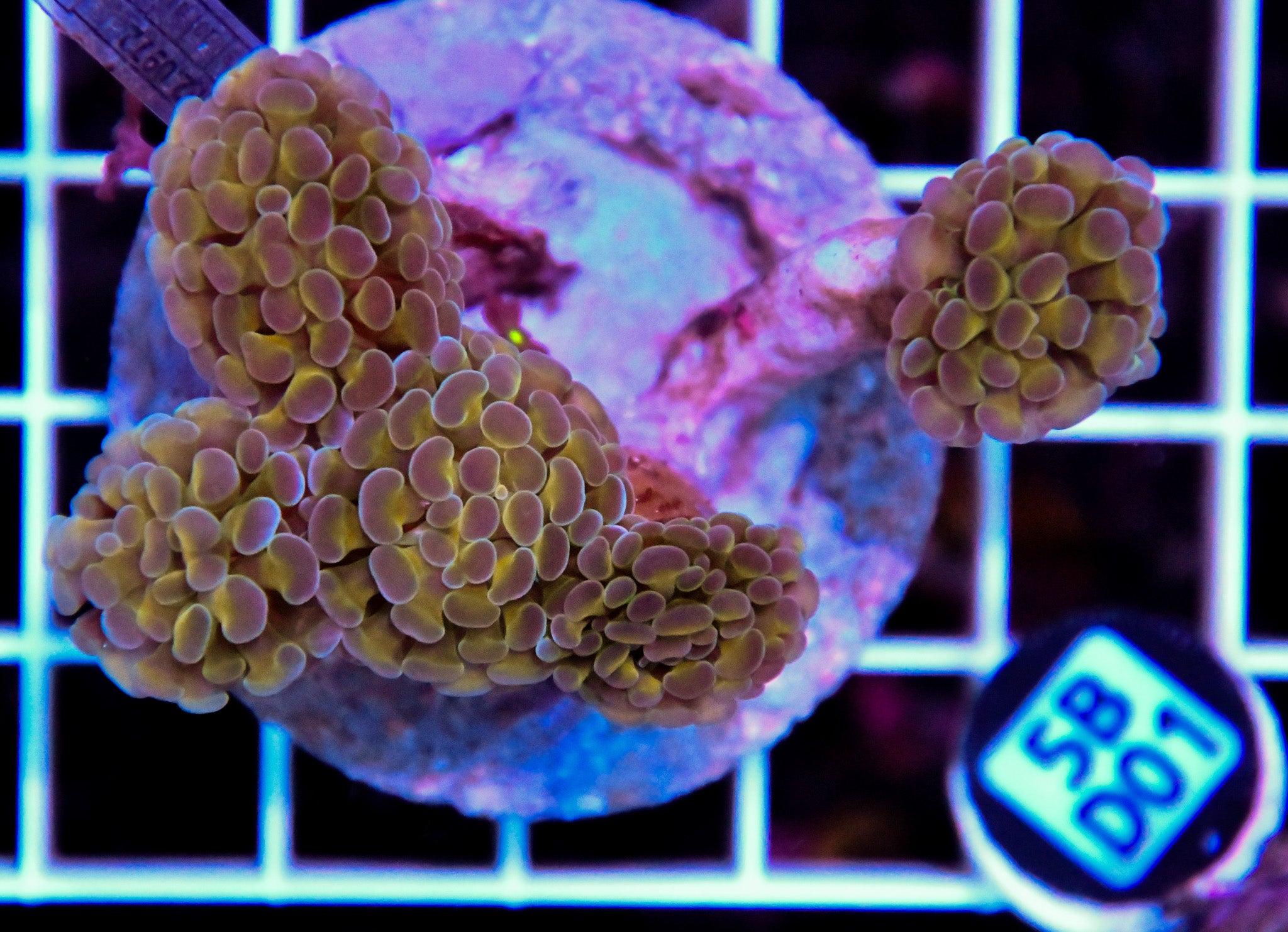 Hammer Branching INDO Halogram