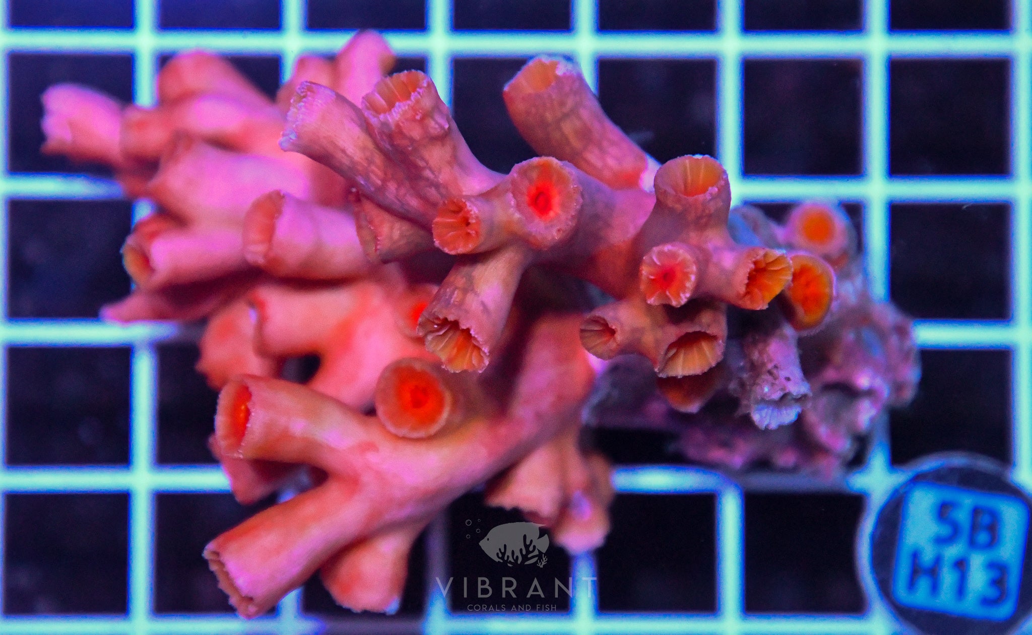 Sun Coral INDO W