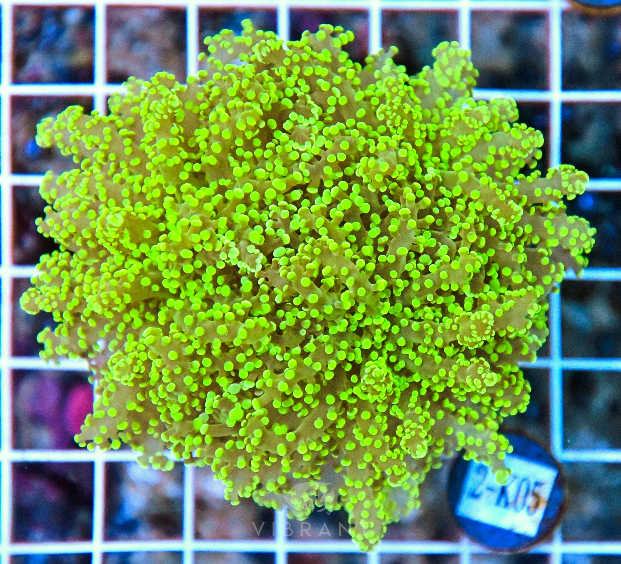 Yaeyamaensis Branching INDO