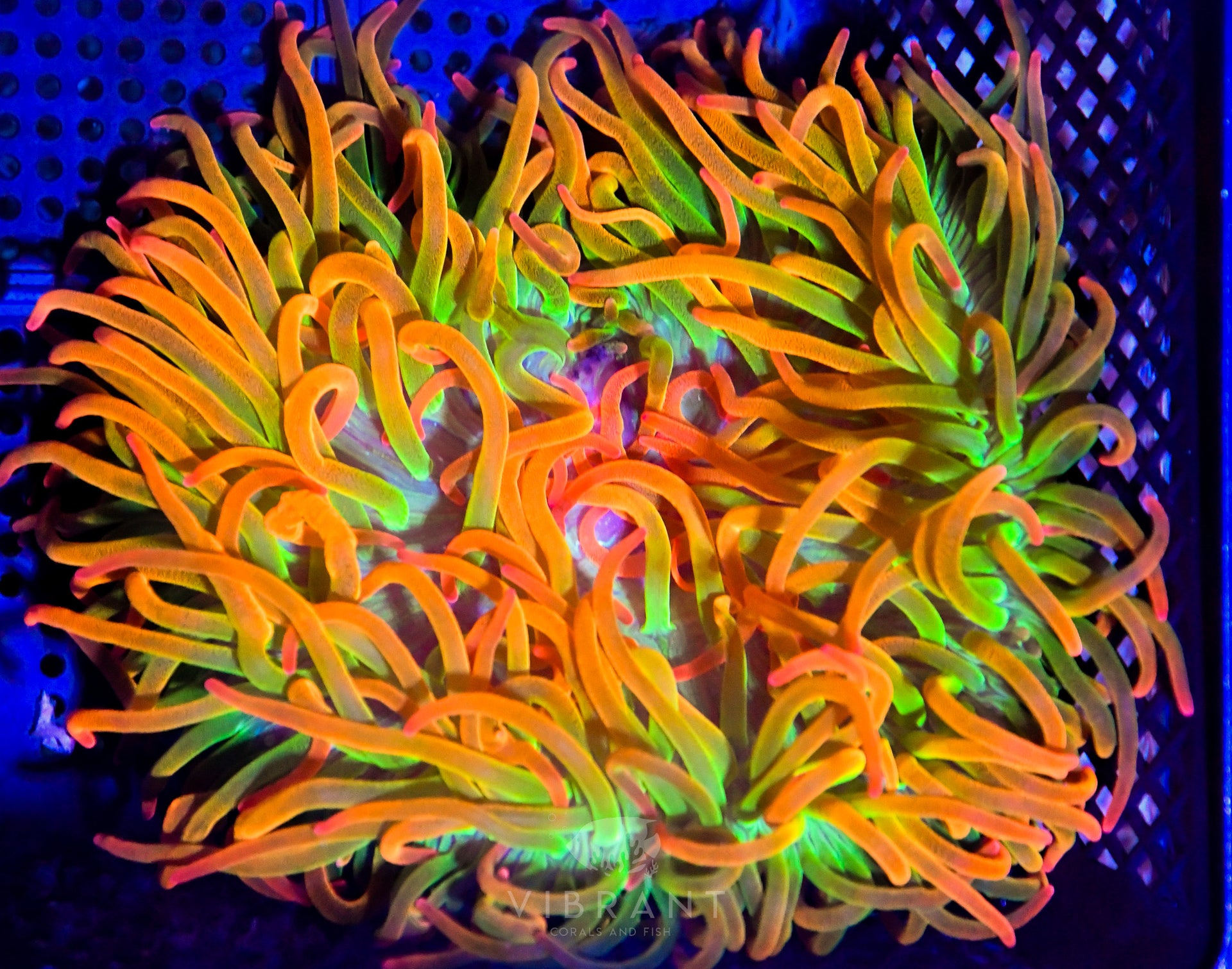 Anemone BTA Ultra XL